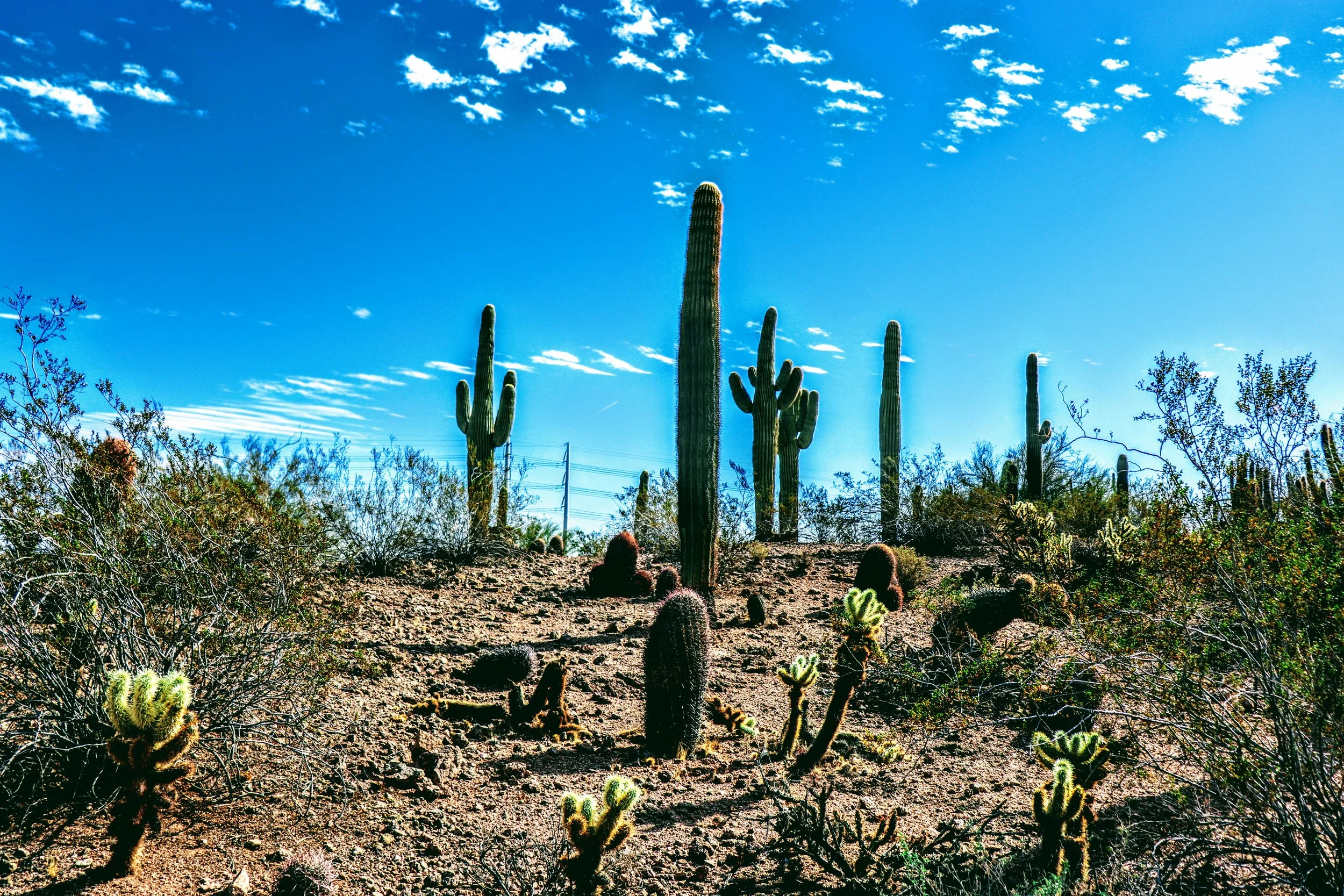 Desert Botanical Garden Phoenix Arizona by MychaelX.p6otos 0015150.JPG