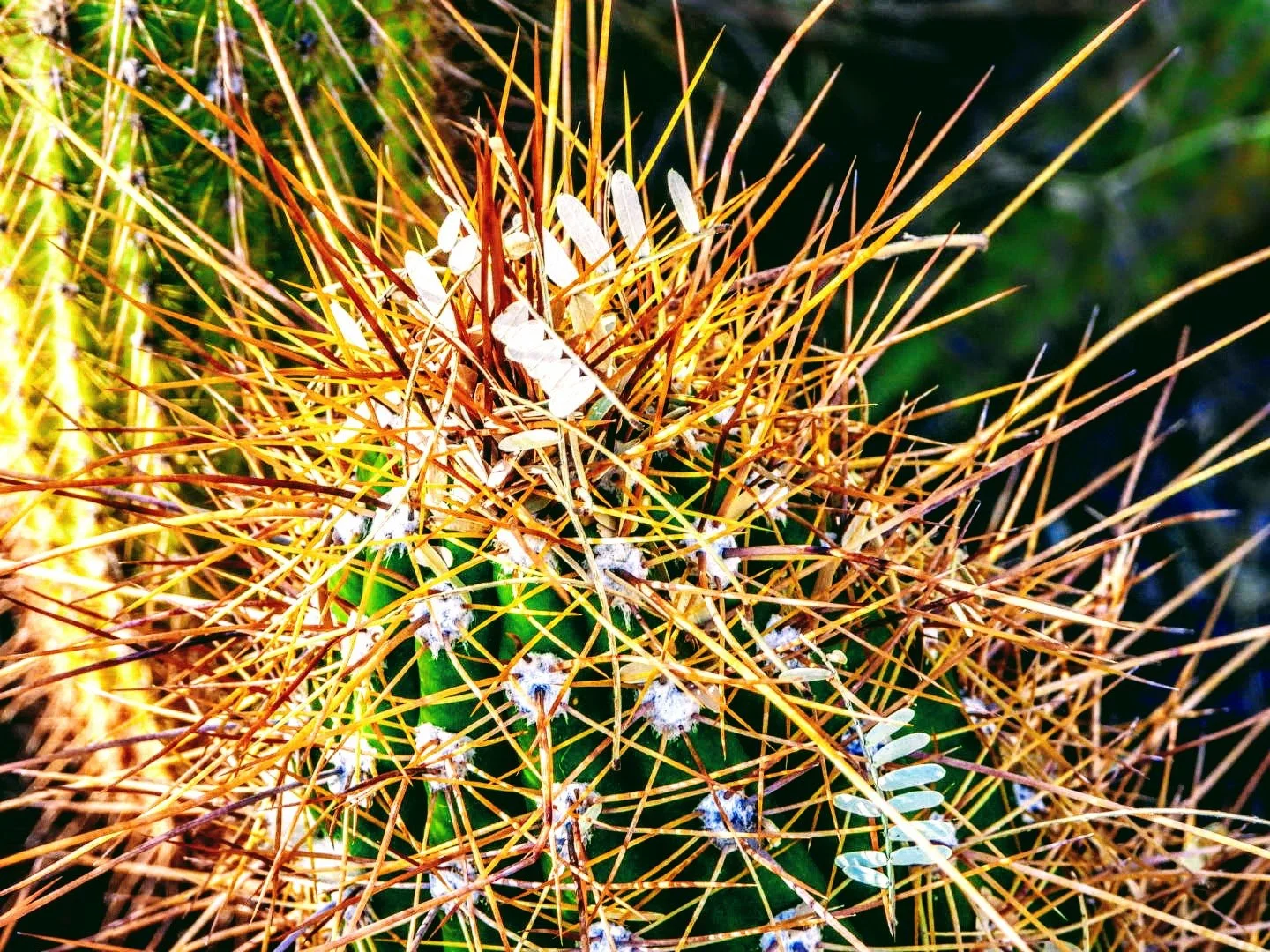 Desert Botanical Garden Phoenix Arizona by MychaelX.p6otos 0015042.JPG