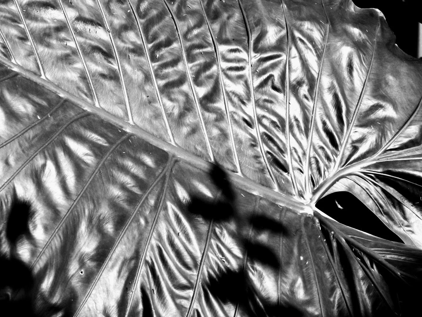 Botanical Garden in Black & White by MychaelX.photos 0004bw.JPG