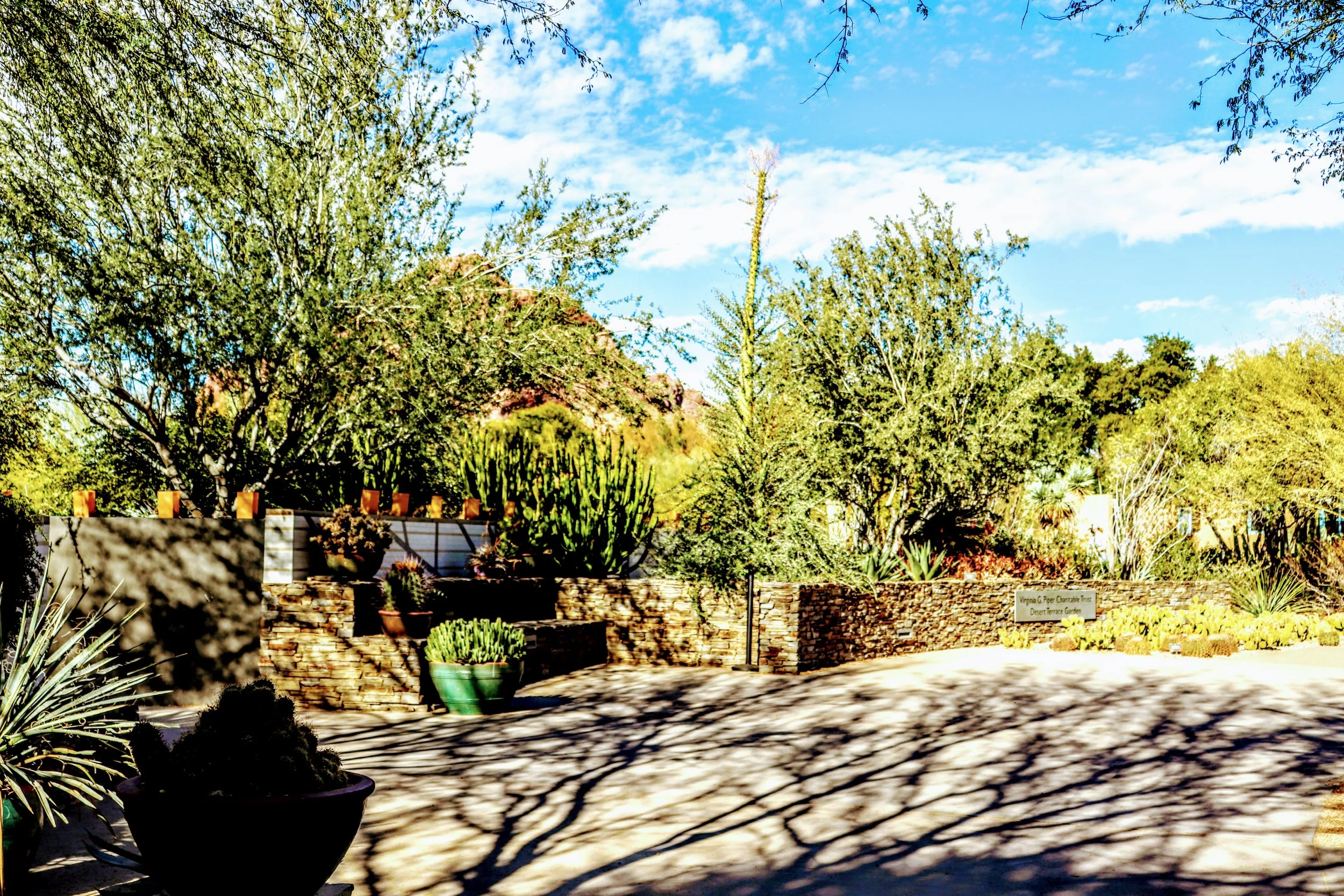 Desert Botanical Garden Phoenix Arizona by MychaelX.p6otos 001614c.JPG