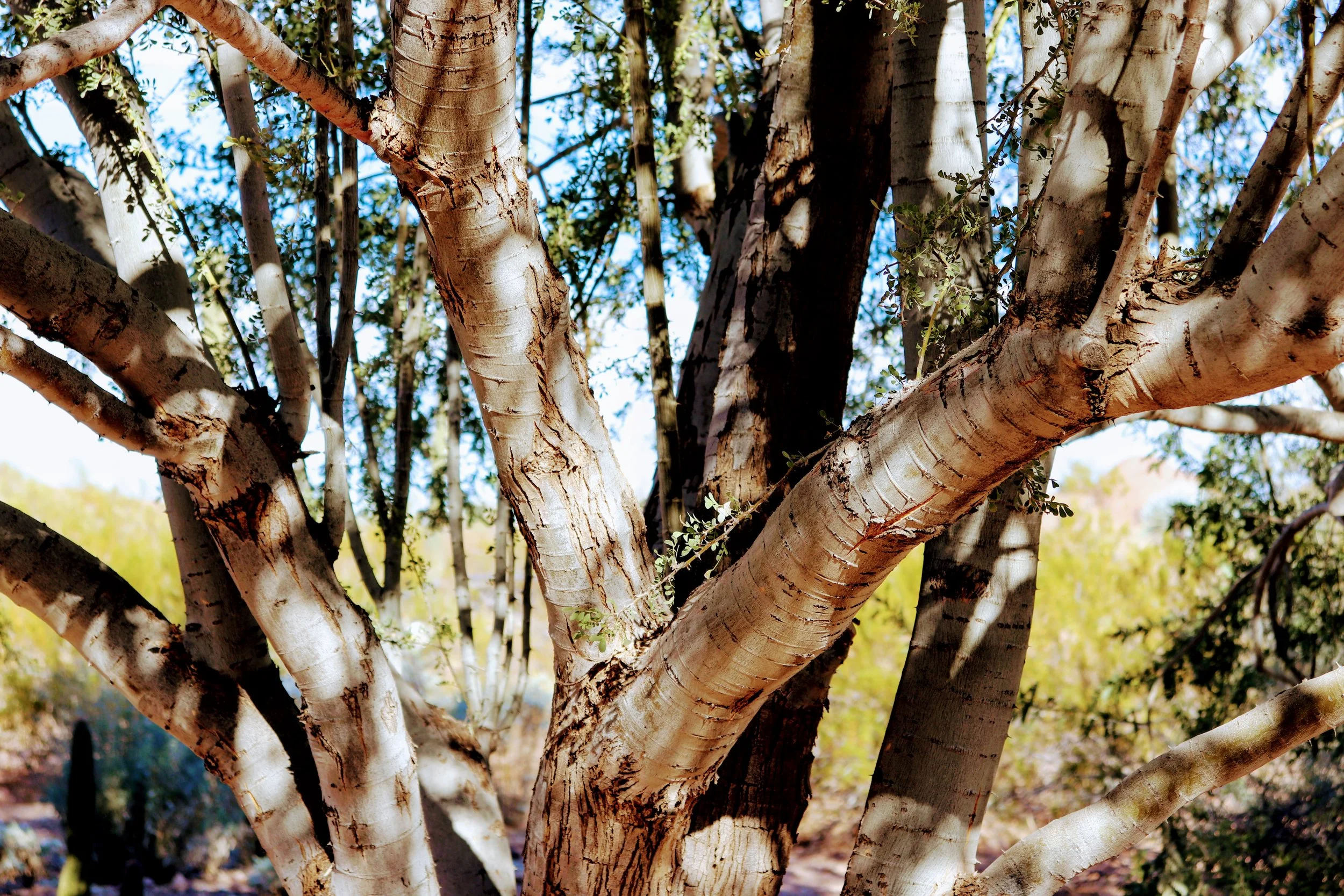 Desert Botanical Garden Phoenix Arizona by MychaelX.p6otos 021926.JPG