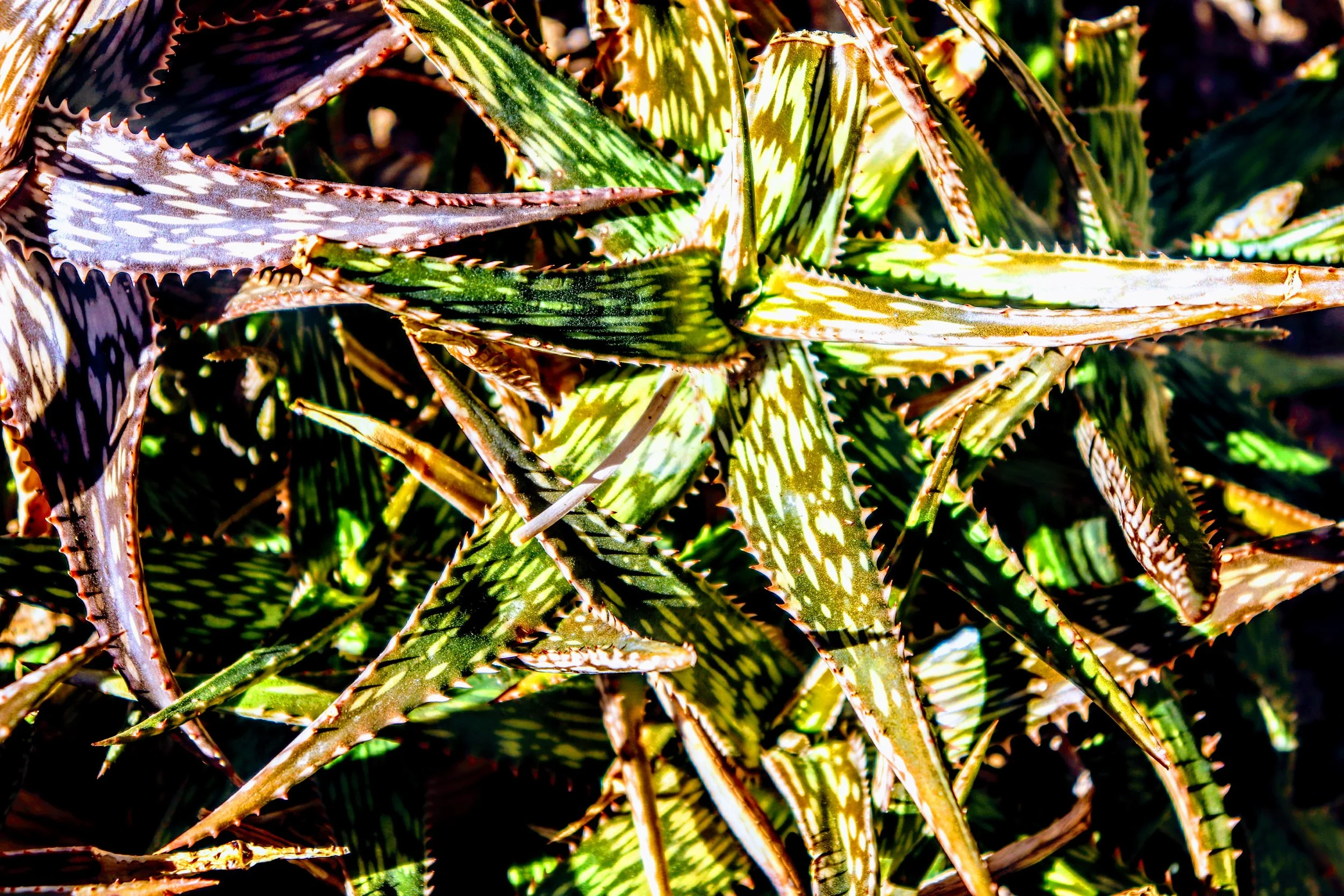 Desert Botanical Garden by MychaelX.photos  00001010.JPG