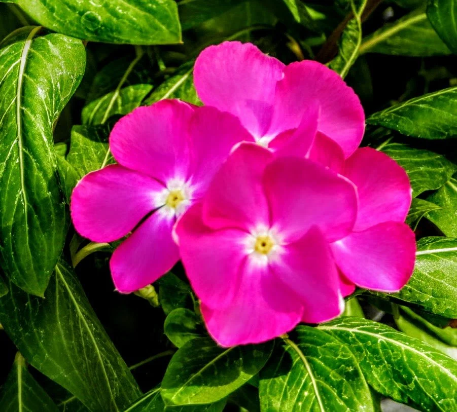 Tropical Botanic Garden by MychaelX.photos  141.JPG