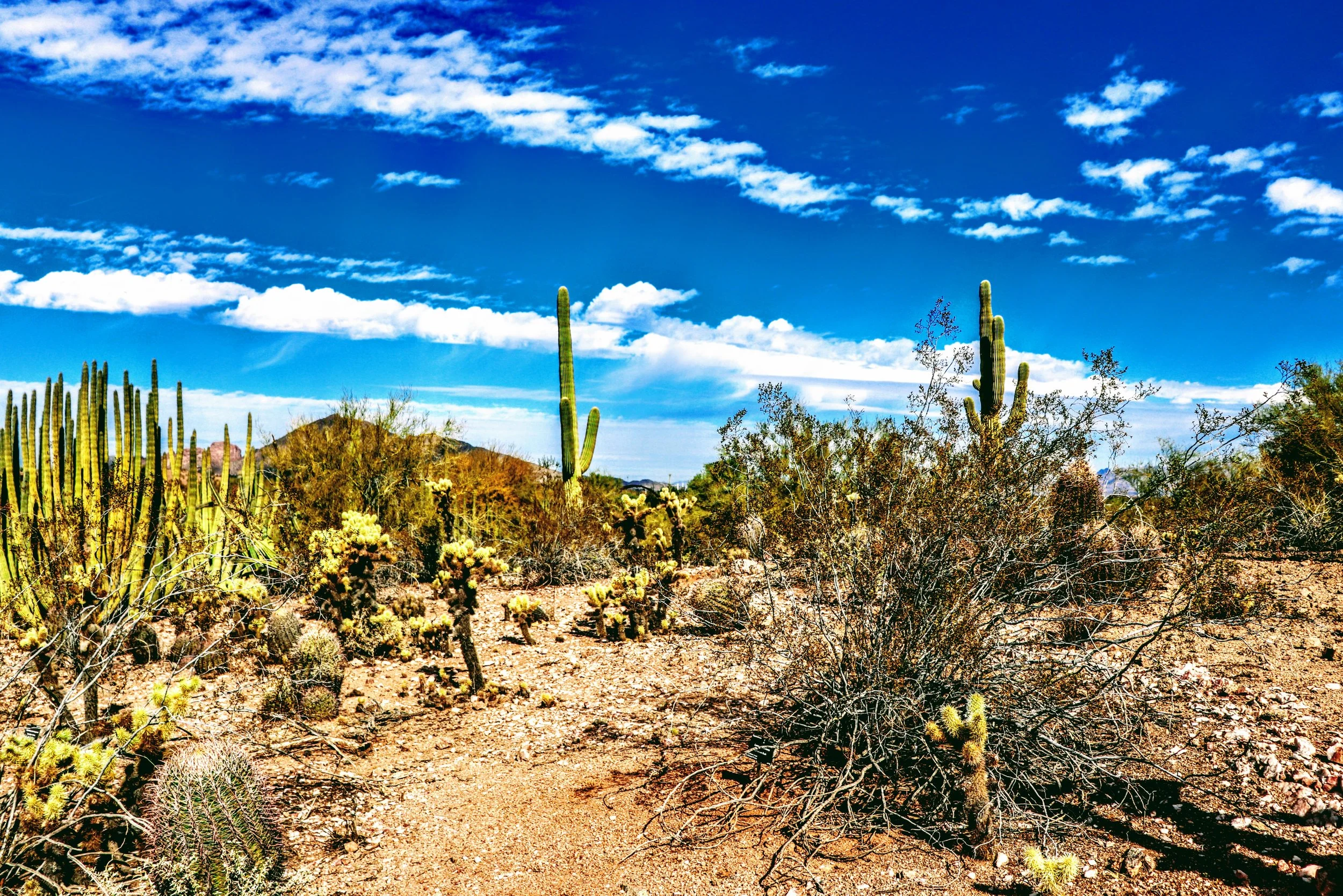 Desert Botanical Garden Phoenix Arizona by MychaelX.p6otos 0015134.JPG