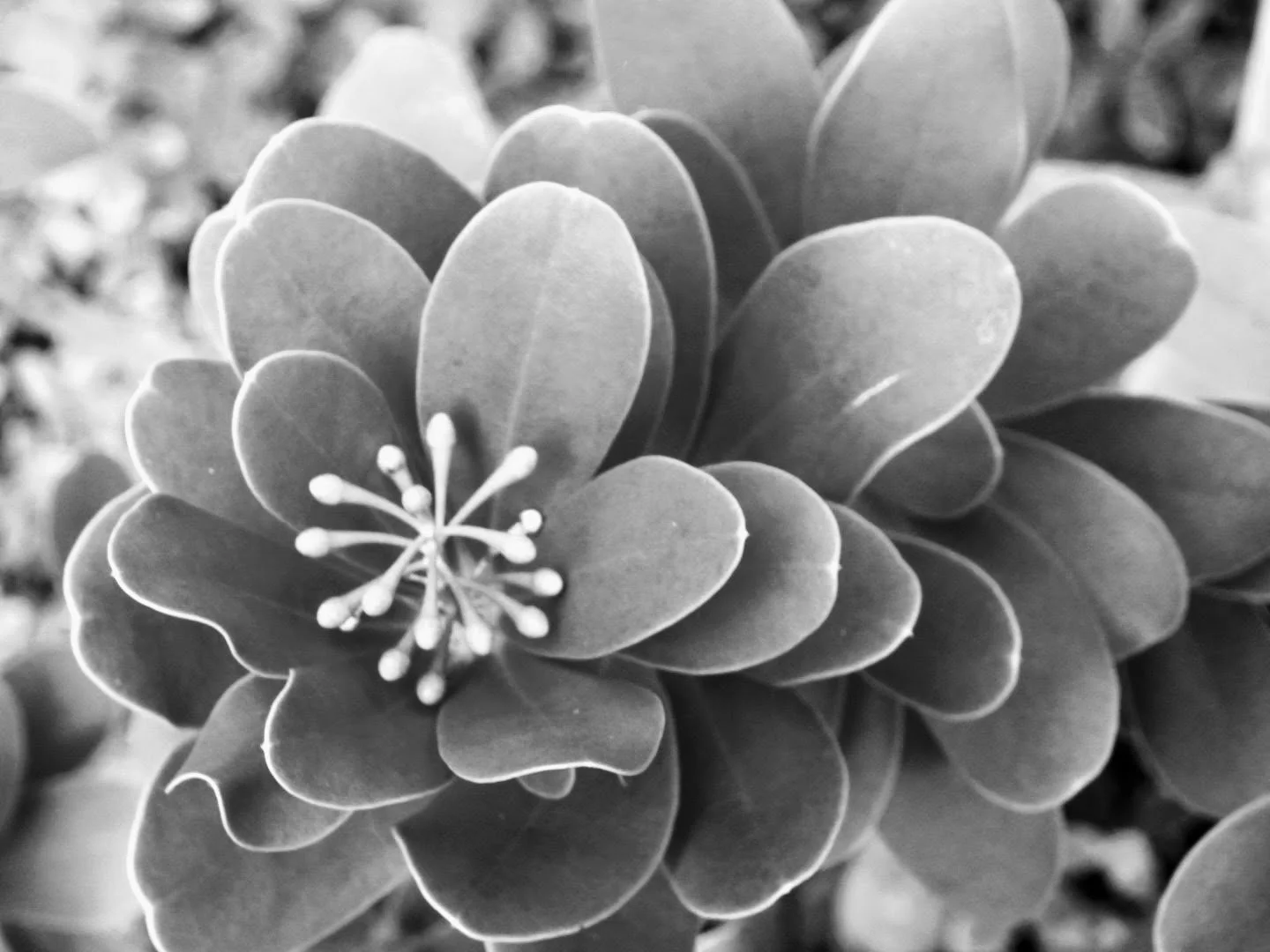 Botanical Garden in Black & White by MychaelX.photos 00069bw.JPG