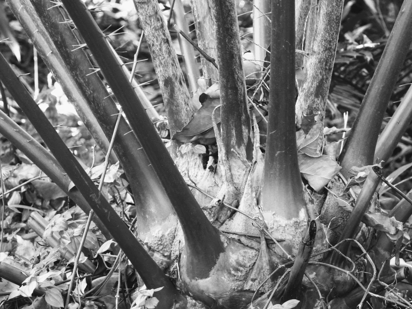 Botanical Garden in Black & White by MychaelX.photos 00022bw.JPG