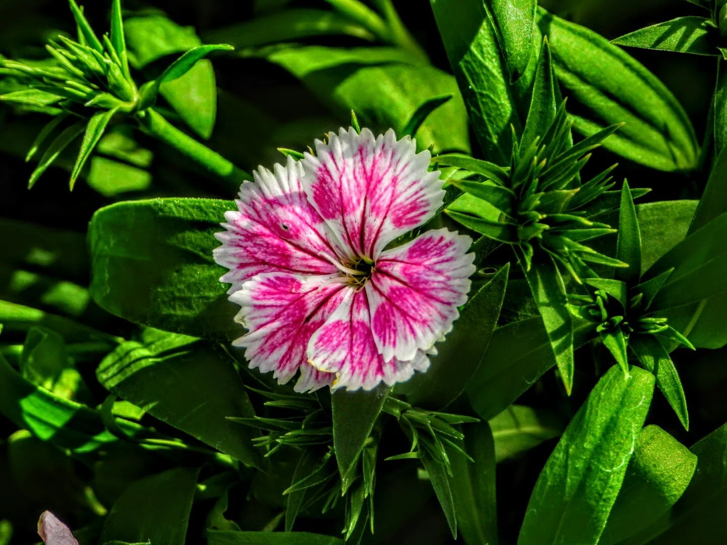 DESERT BOTANICAL GARDEN BY MYCHAELX.PHOTOS  010022.JPG