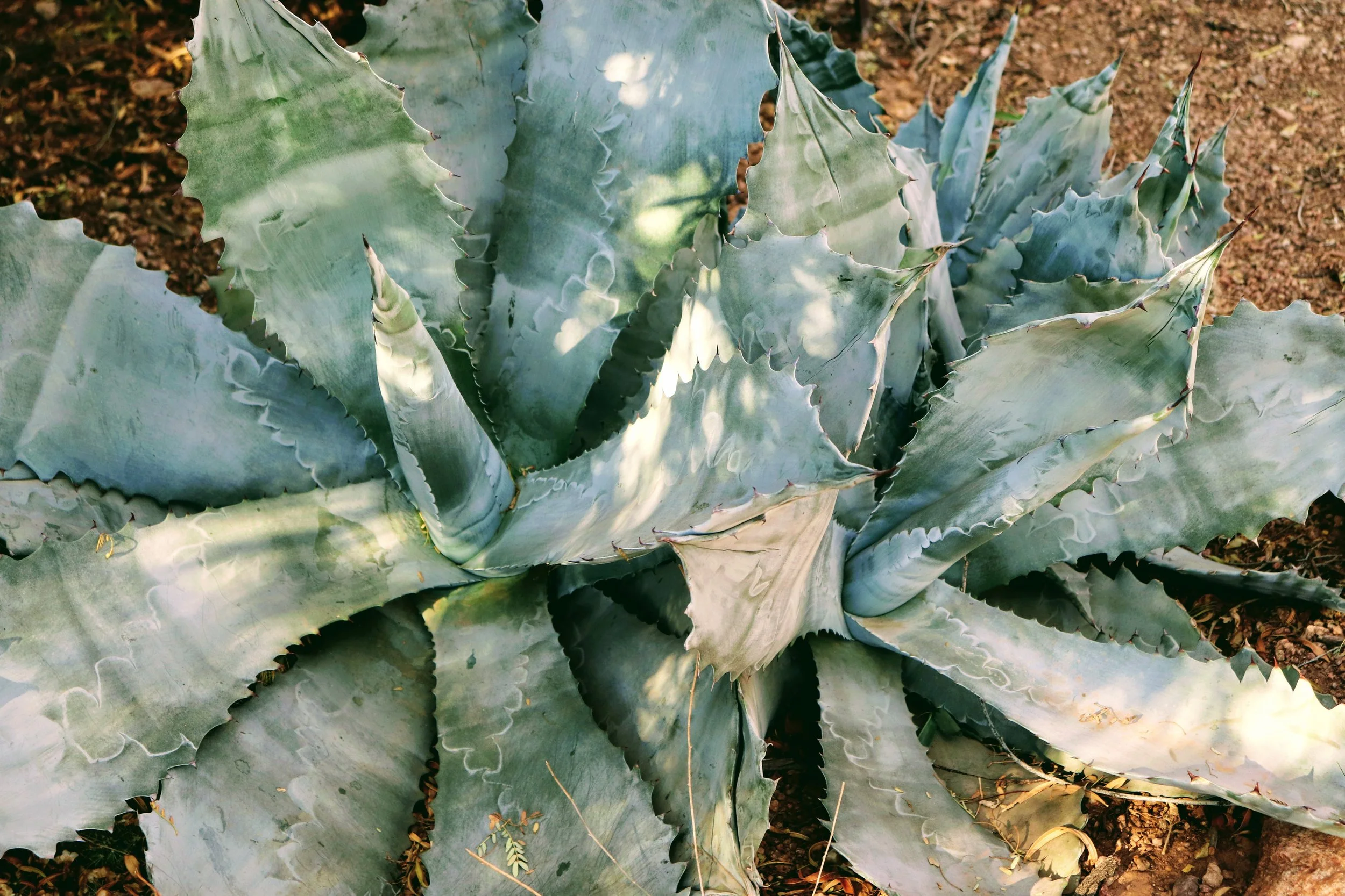 Desert Botanical Garden Phoenix Arizona by MychaelX.p6otos 021438.JPG