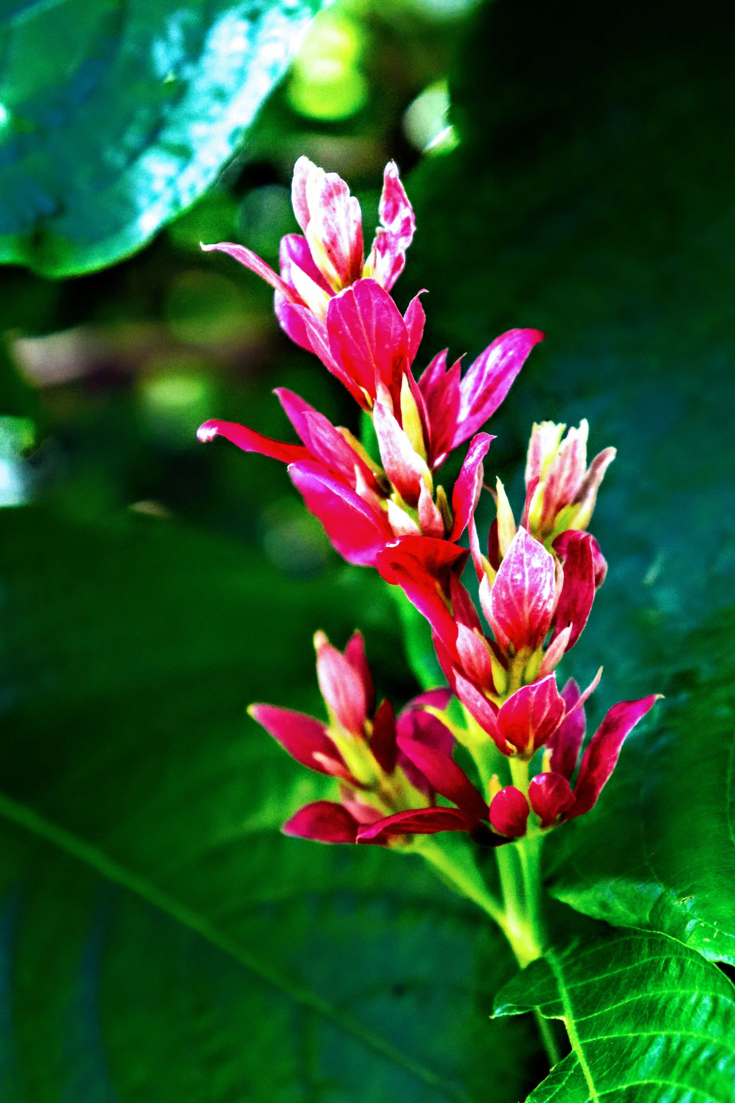 Tropical Botanic Garden by MychaelX.photos  95.JPG