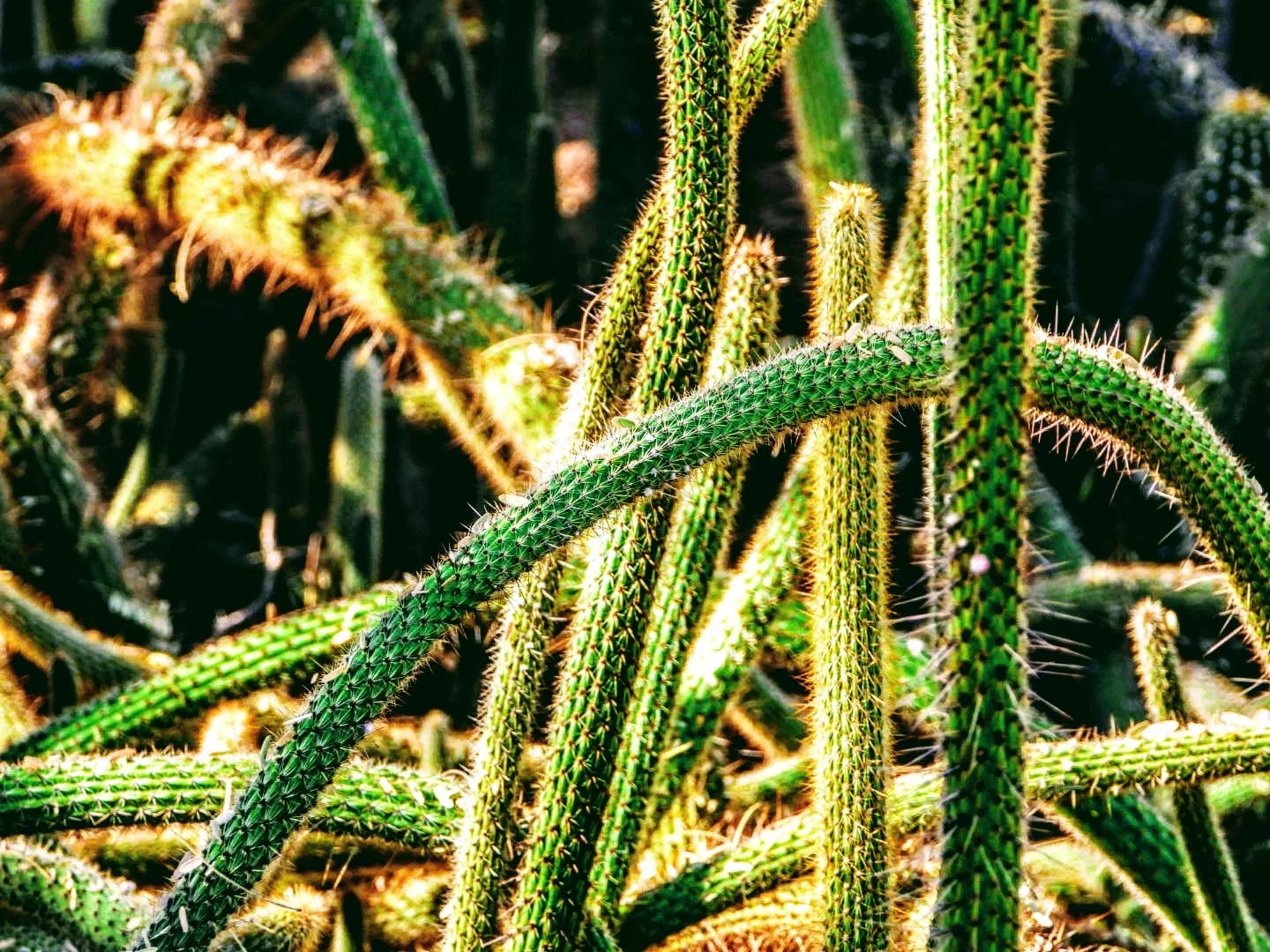 Desert Botanical Garden Phoenix Arizona by MychaelX.p6otos 0015045.JPG