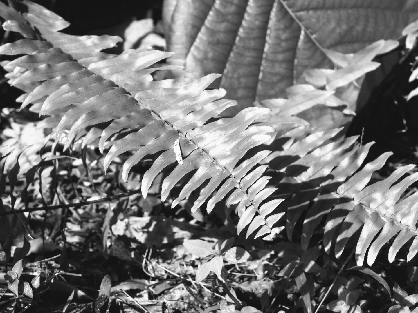 Botanical Garden in Black & White by MychaelX.photos 00103bw.JPG
