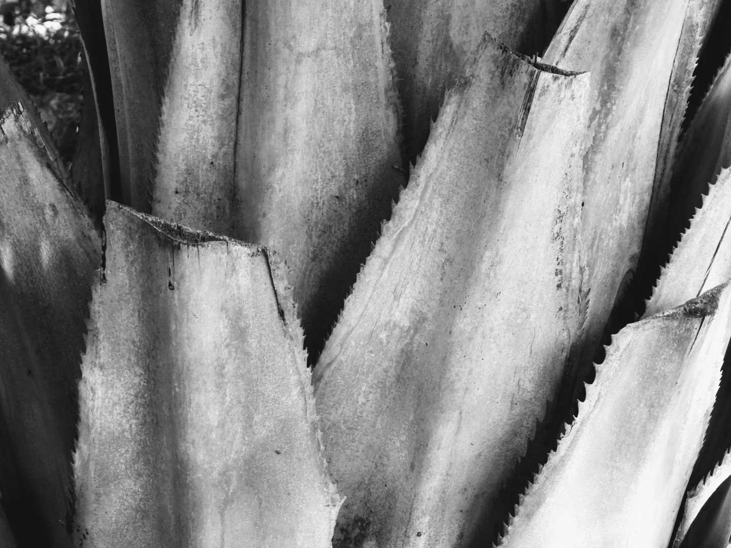 Botanical Garden in Black & White by MychaelX.photos 00048bw.JPG