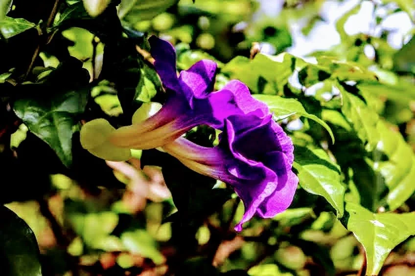 Tropical Botanic Garden by MychaelX.photos  98.JPG