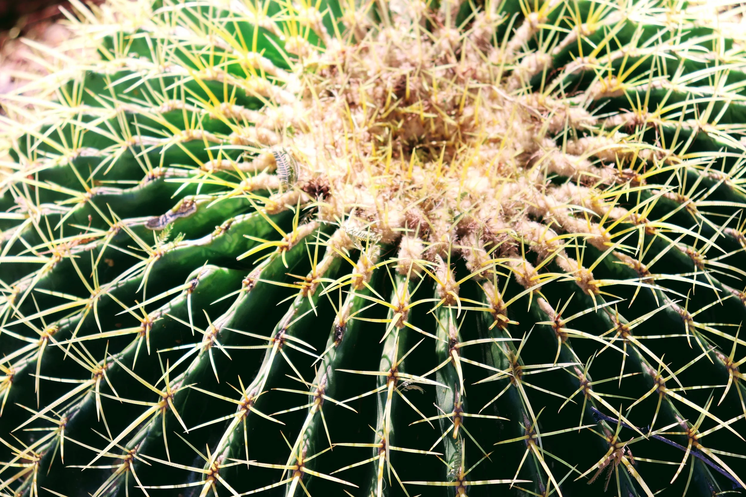 Desert Botanical Garden Phoenix Arizona by MychaelX.p6otos 021793.JPG