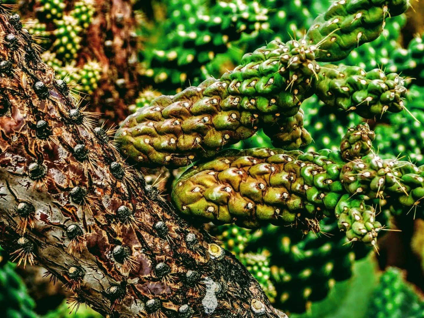 Desert Botanical Garden by MychaelX.photos  0000074.JPG