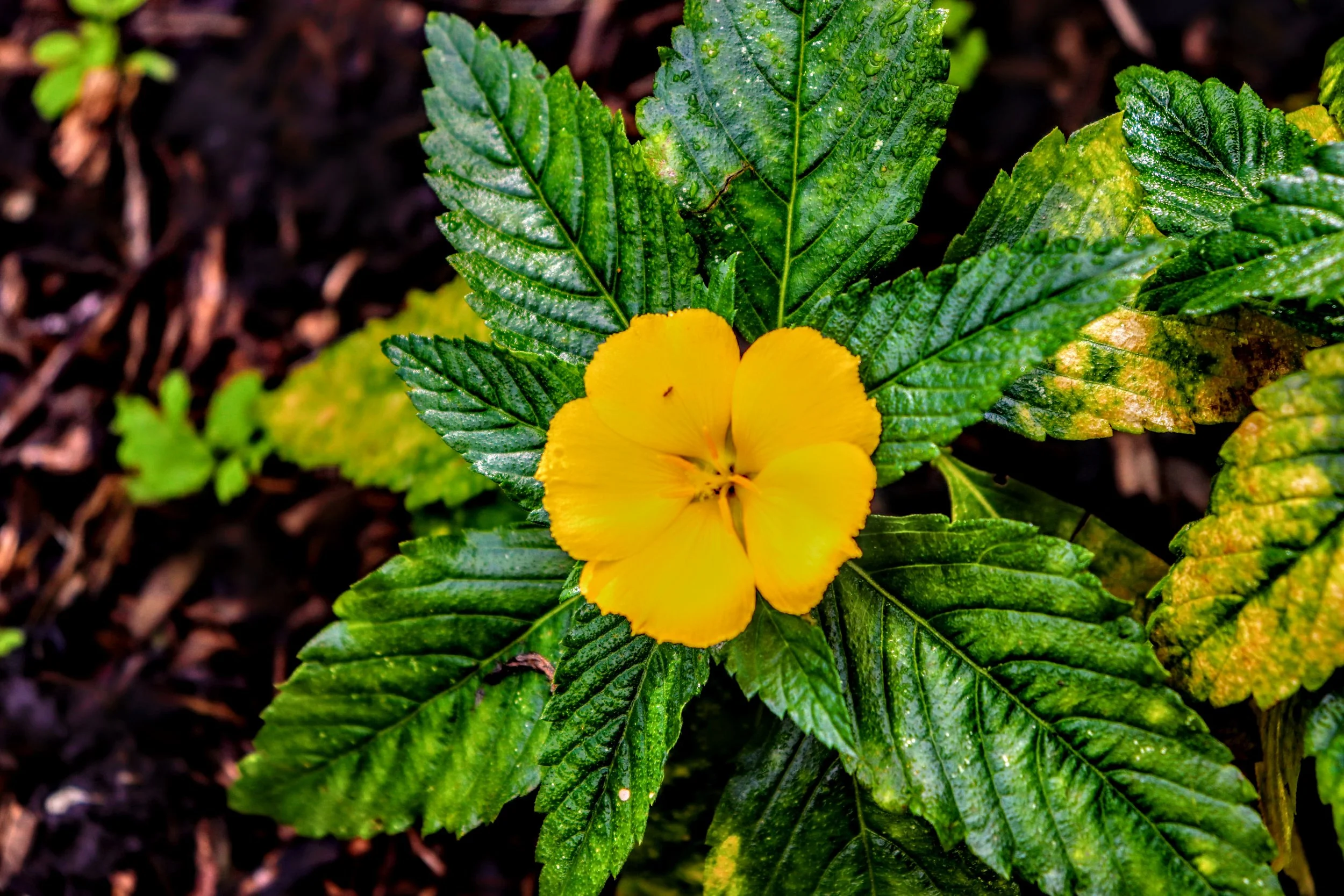 Tropical Botanic Garden by MychaelX.photos  130.JPG