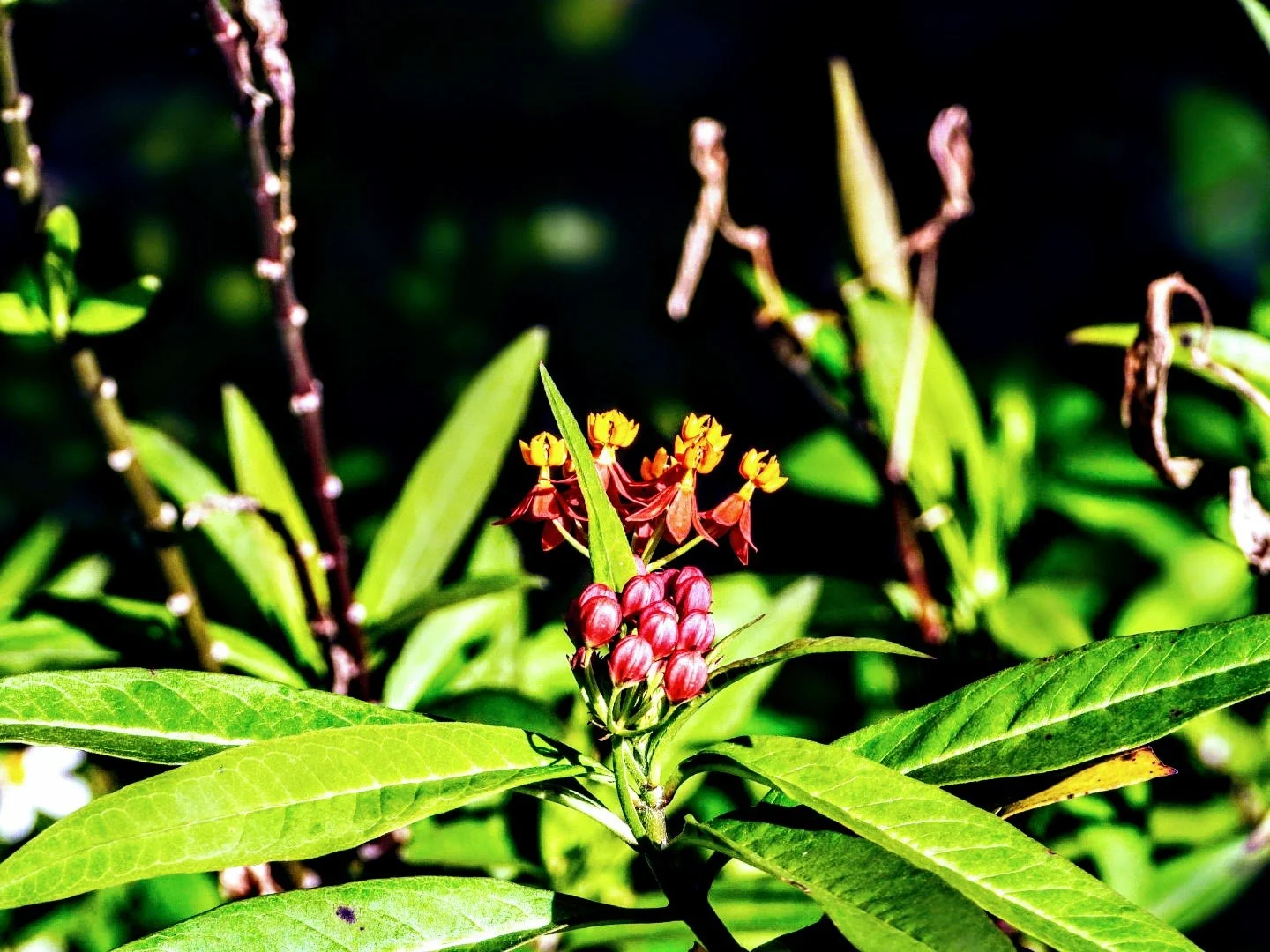 Tropical Botanic Garden by MychaelX.photos  29.JPG