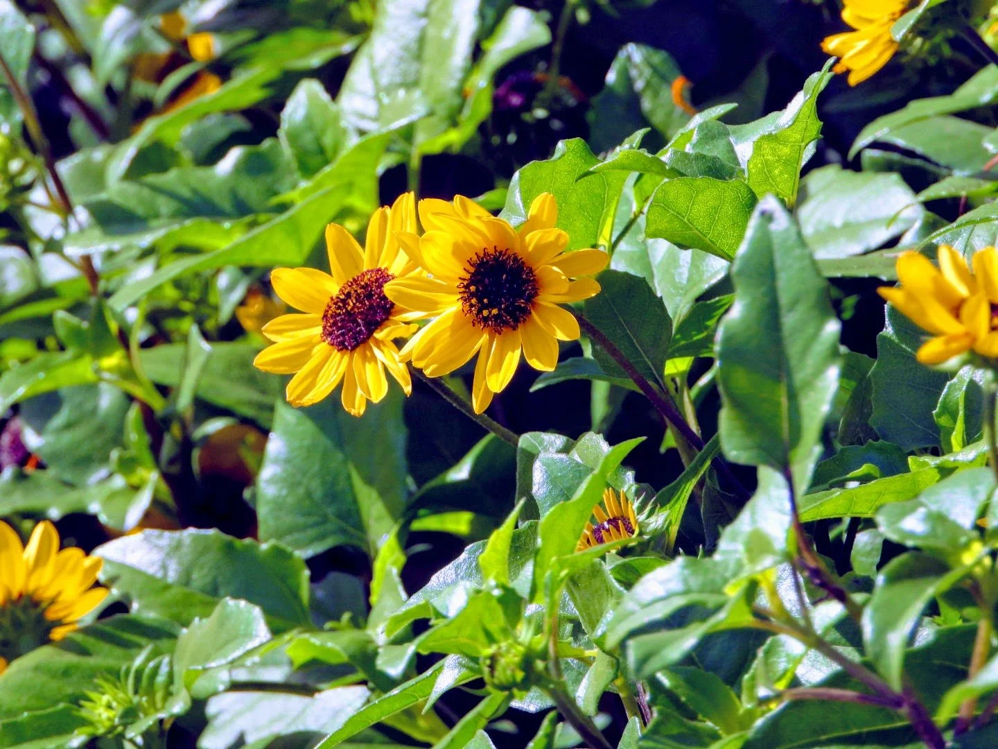 Tropical Botanic Garden by MychaelX.photos  68.JPG