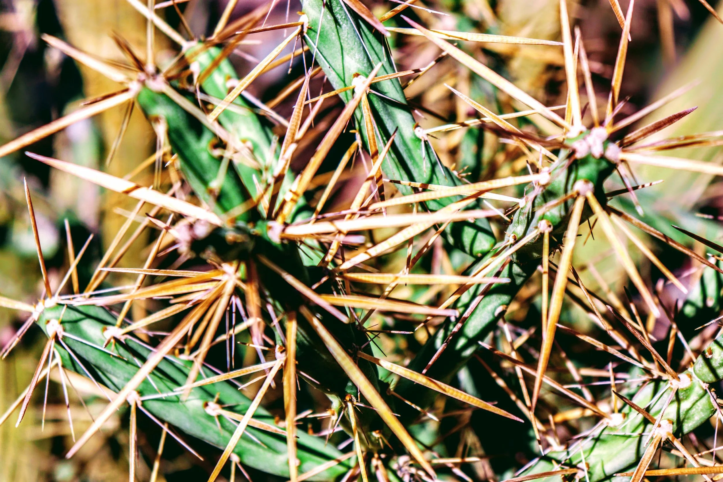 Desert Botanical Garden Phoenix Arizona by MychaelX.p6otos 0015322.JPG
