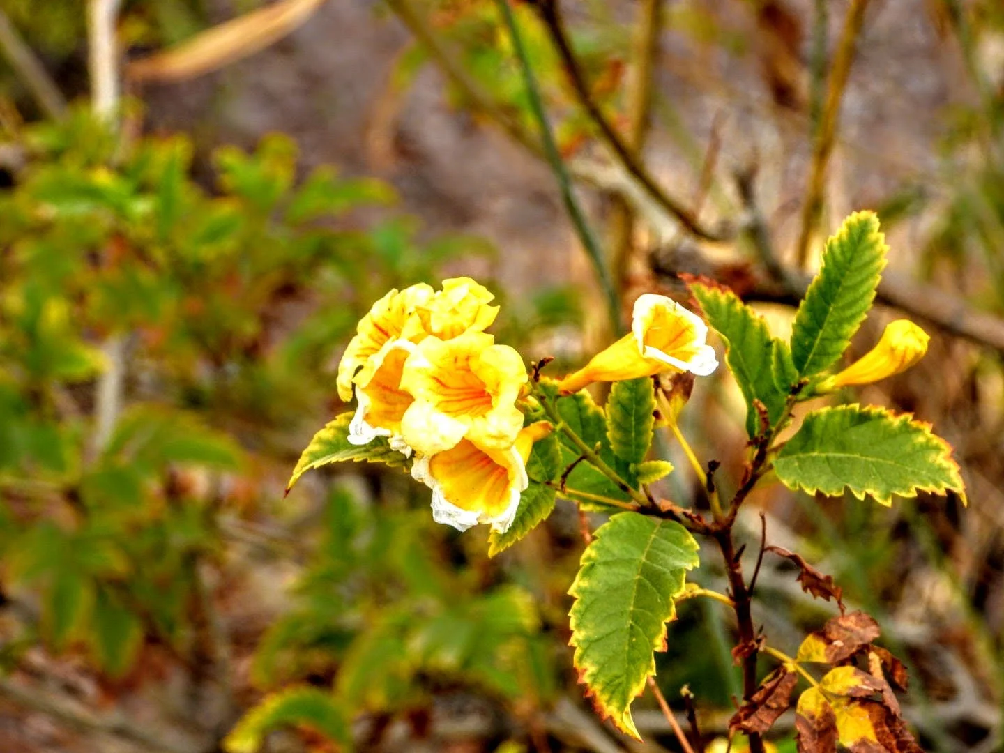 Desert Botanical Garden by MychaelX.photos  000001.JPG