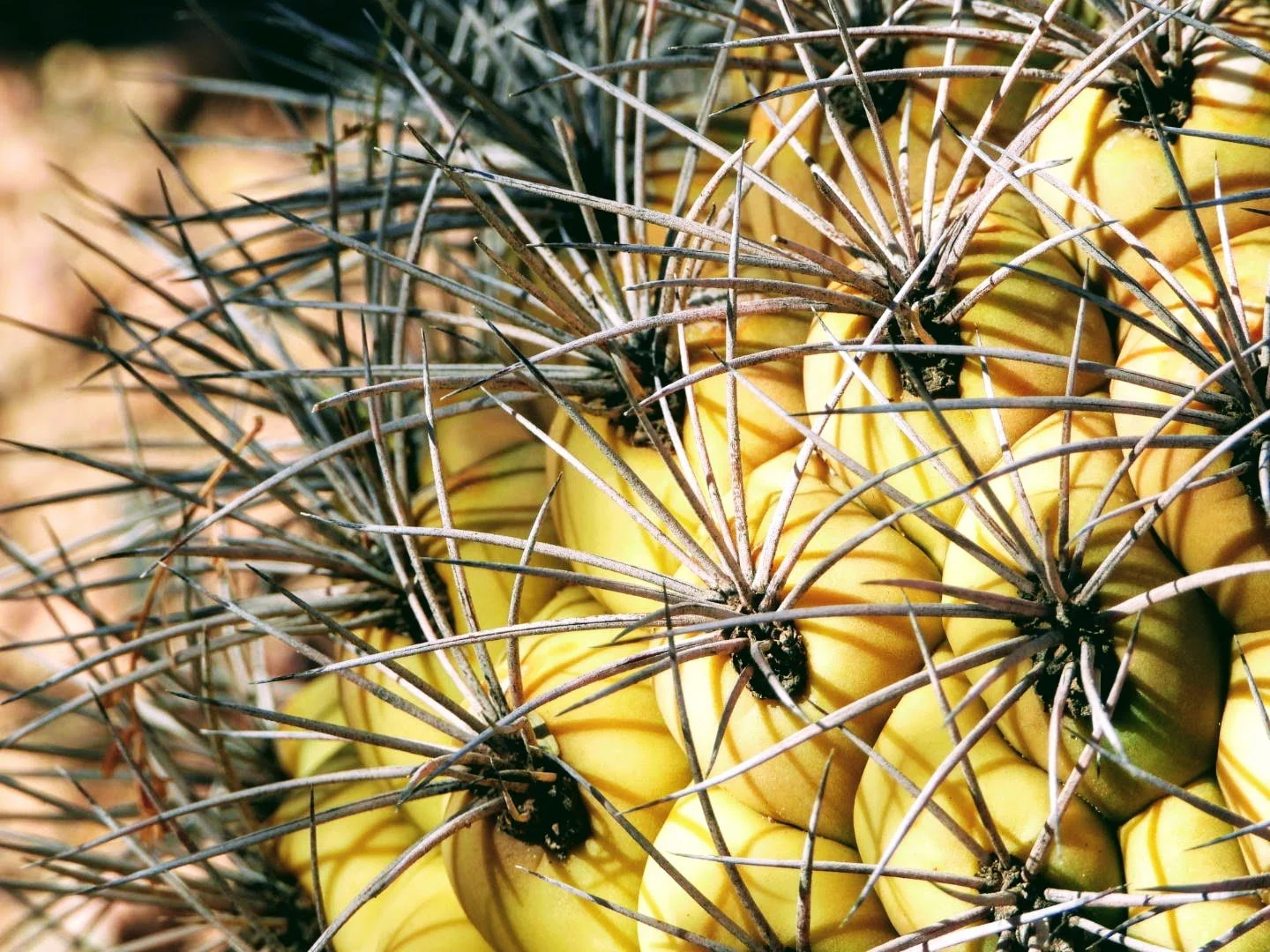 Desert Botanical Garden Phoenix Arizona by MychaelX.p6otos 0015112.JPG