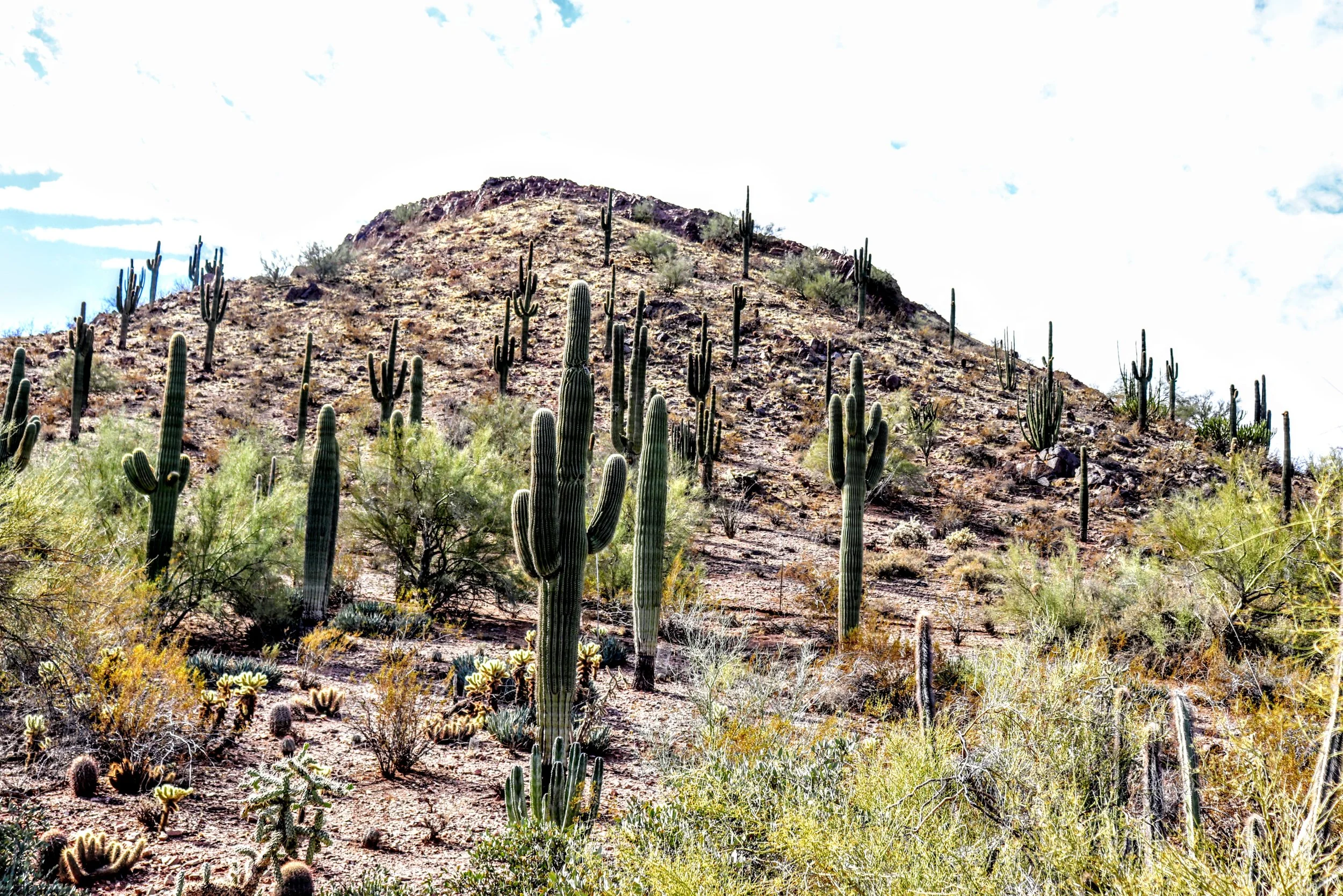 Desert Botanical Garden Phoenix Arizona by MychaelX.p6otos 0015121.JPG