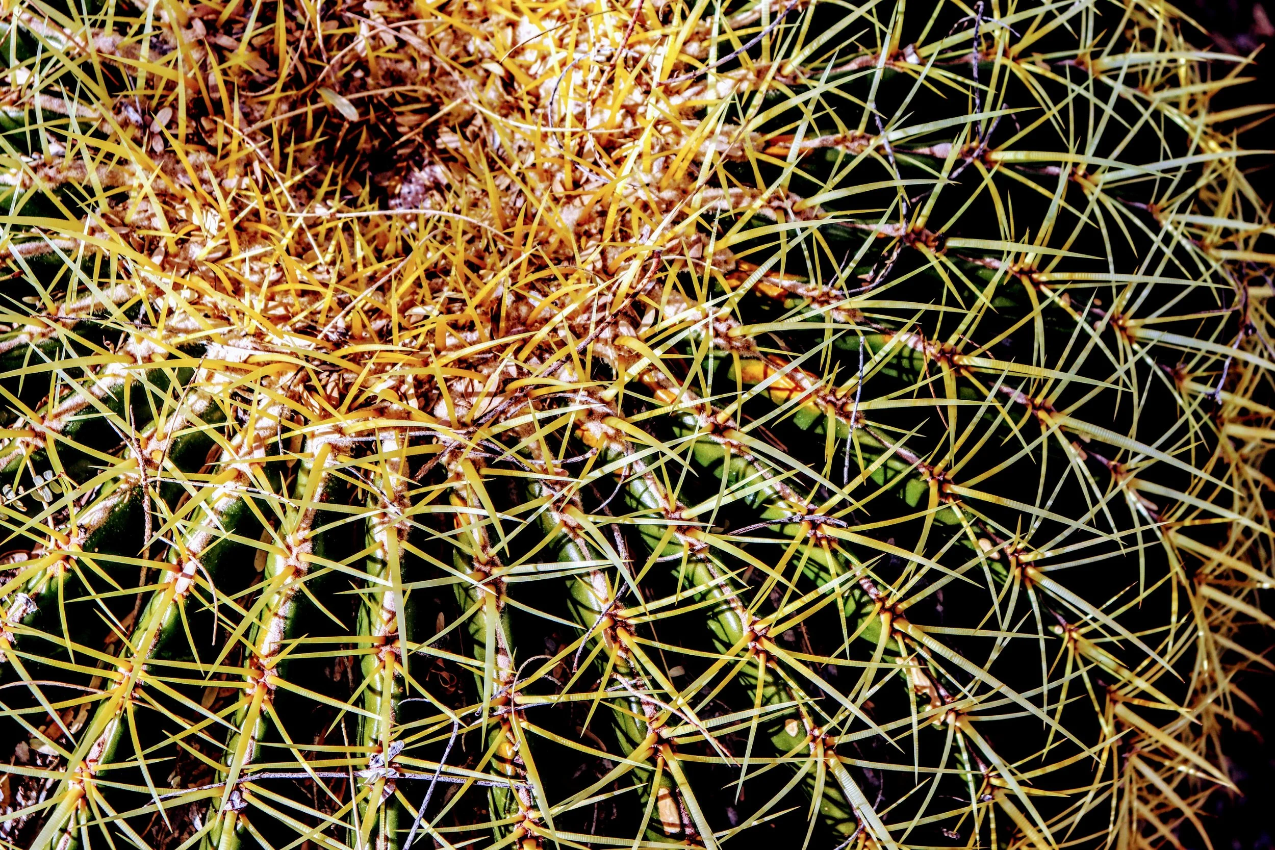 Desert Botanical Garden Phoenix Arizona by MychaelX.p6otos 0015326.JPG