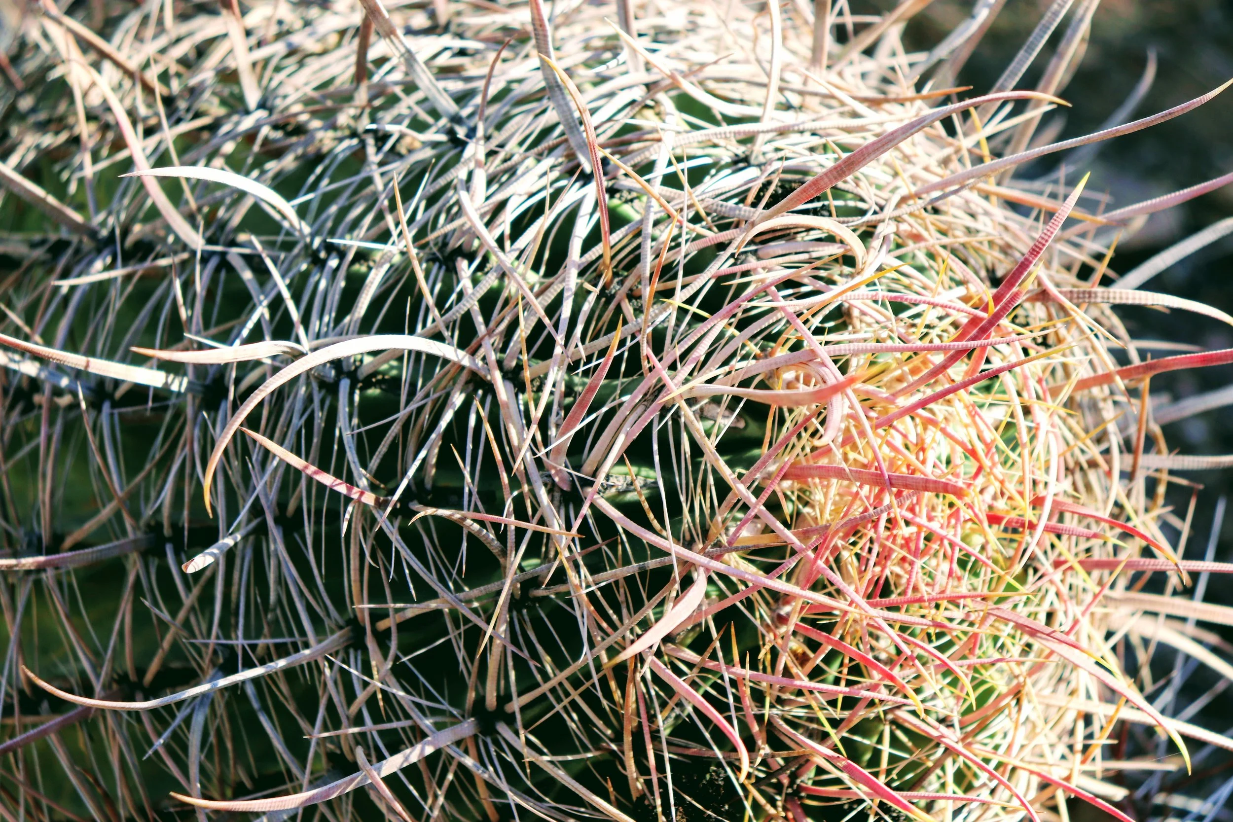 Desert Botanical Garden Phoenix Arizona by MychaelX.p6otos 021338.JPG