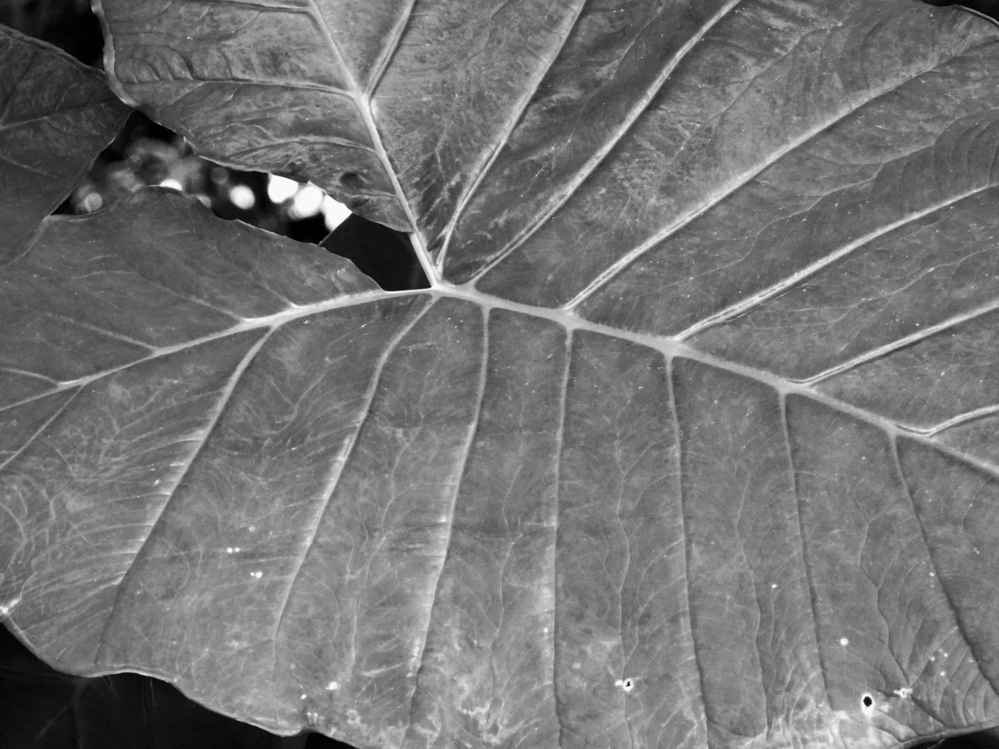 Botanical Garden in Black & White by MychaelX.photos 0097bw.JPG