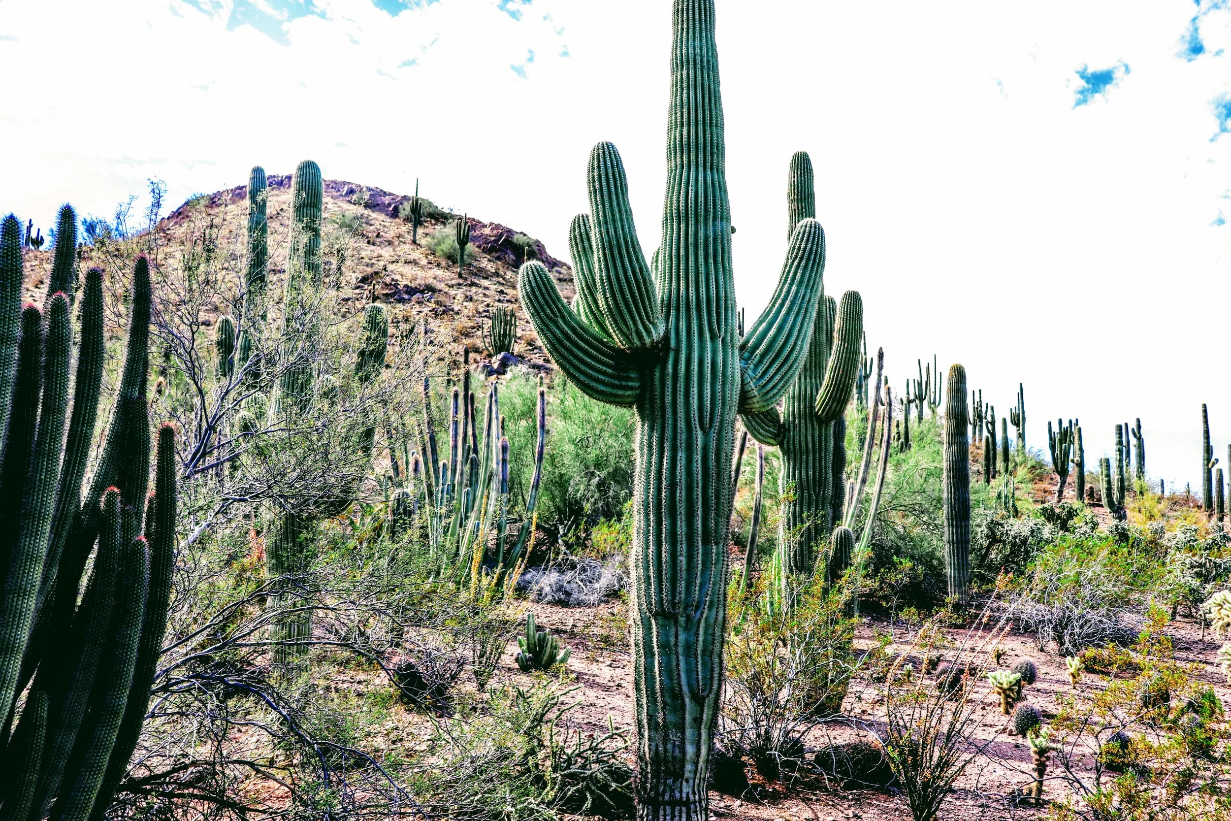 Desert Botanical Garden Phoenix Arizona by MychaelX.p6otos 0015202.JPG