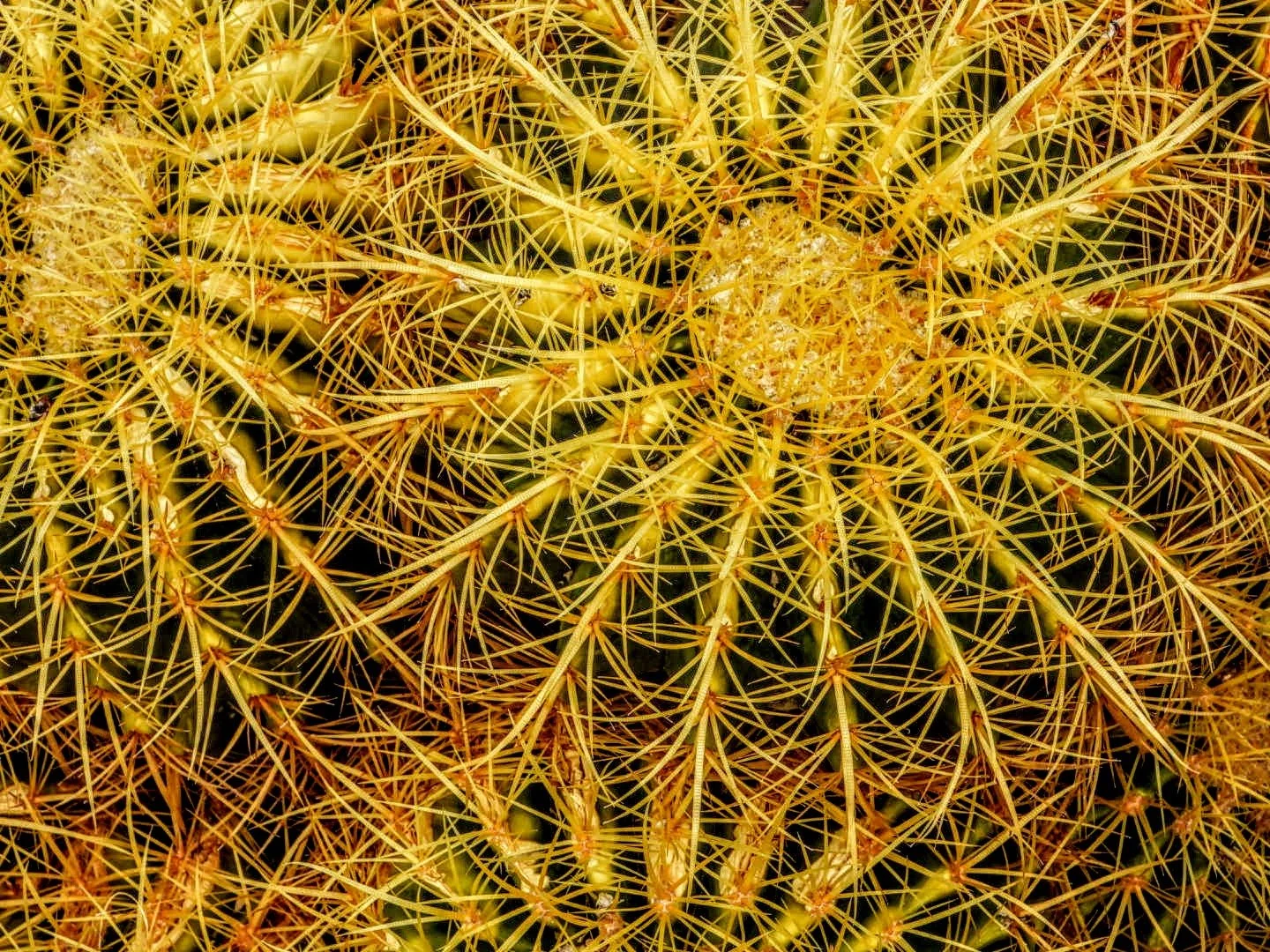 Desert Botanical Garden by MychaelX.photos  0000017.JPG