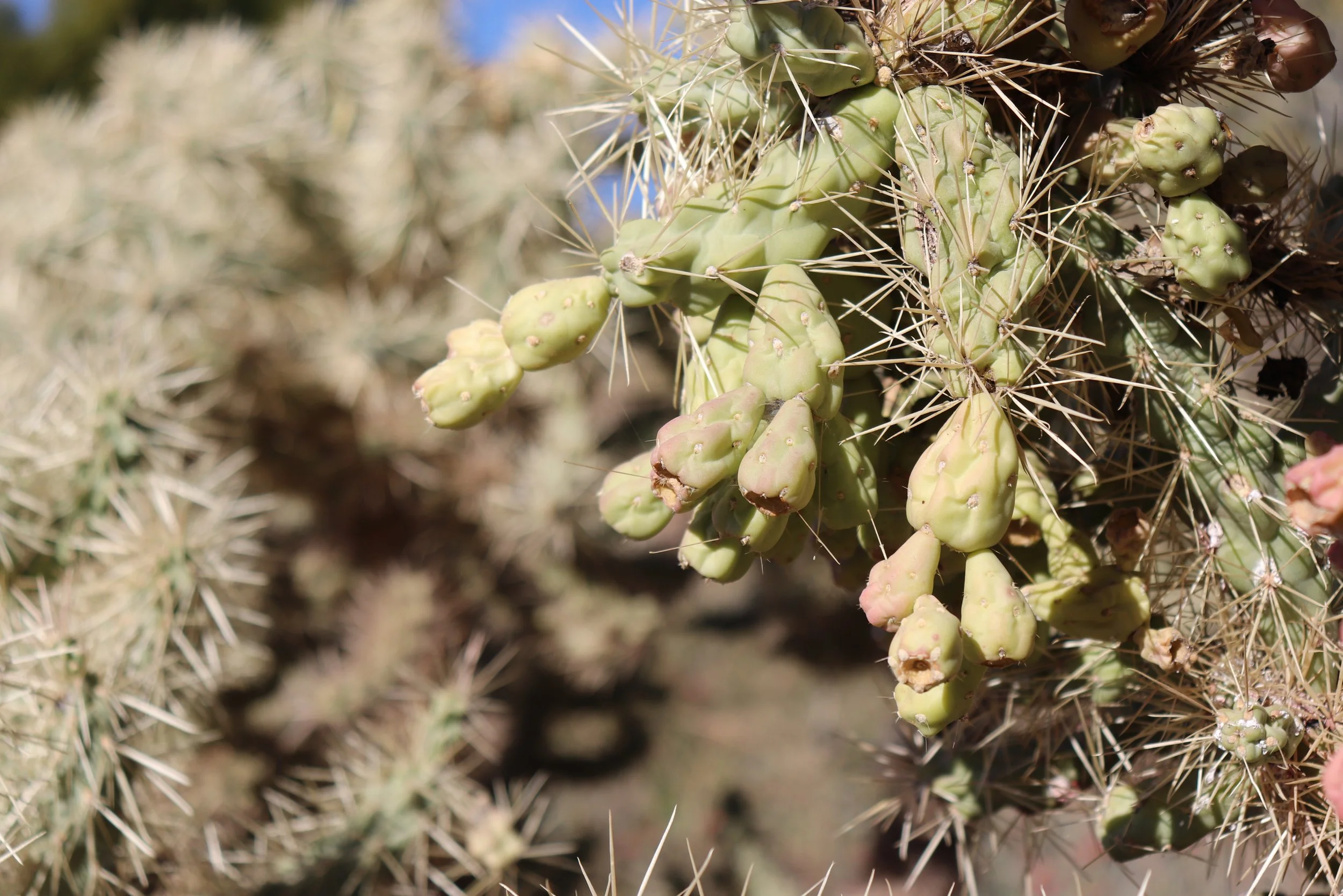 Desert Botanical Garden Phoenix Arizona by MychaelX.p6otos 021860.JPG