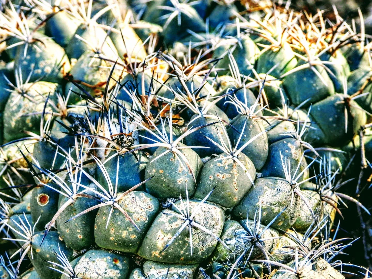 Desert Botanical Garden Phoenix Arizona by MychaelX.p6otos 0015274.JPG