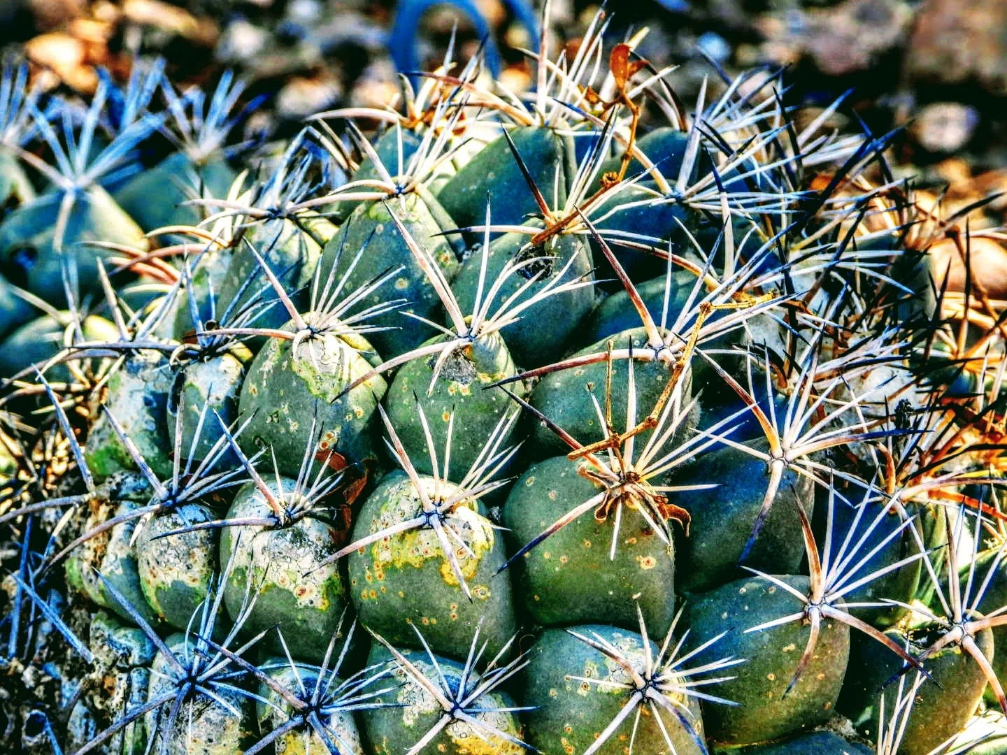 Desert Botanical Garden Phoenix Arizona by MychaelX.p6otos 0015278.JPG