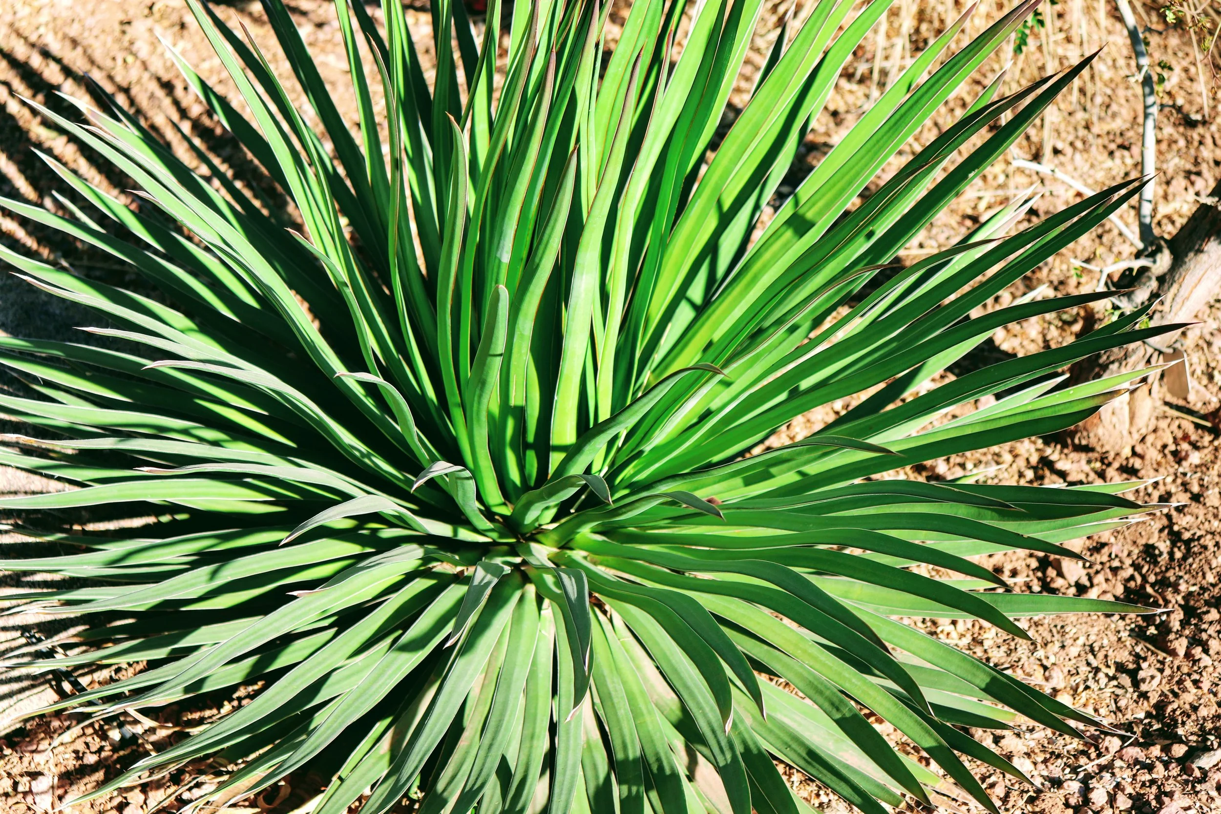 Desert Botanical Garden Phoenix Arizona by MychaelX.p6otos 021504.JPG