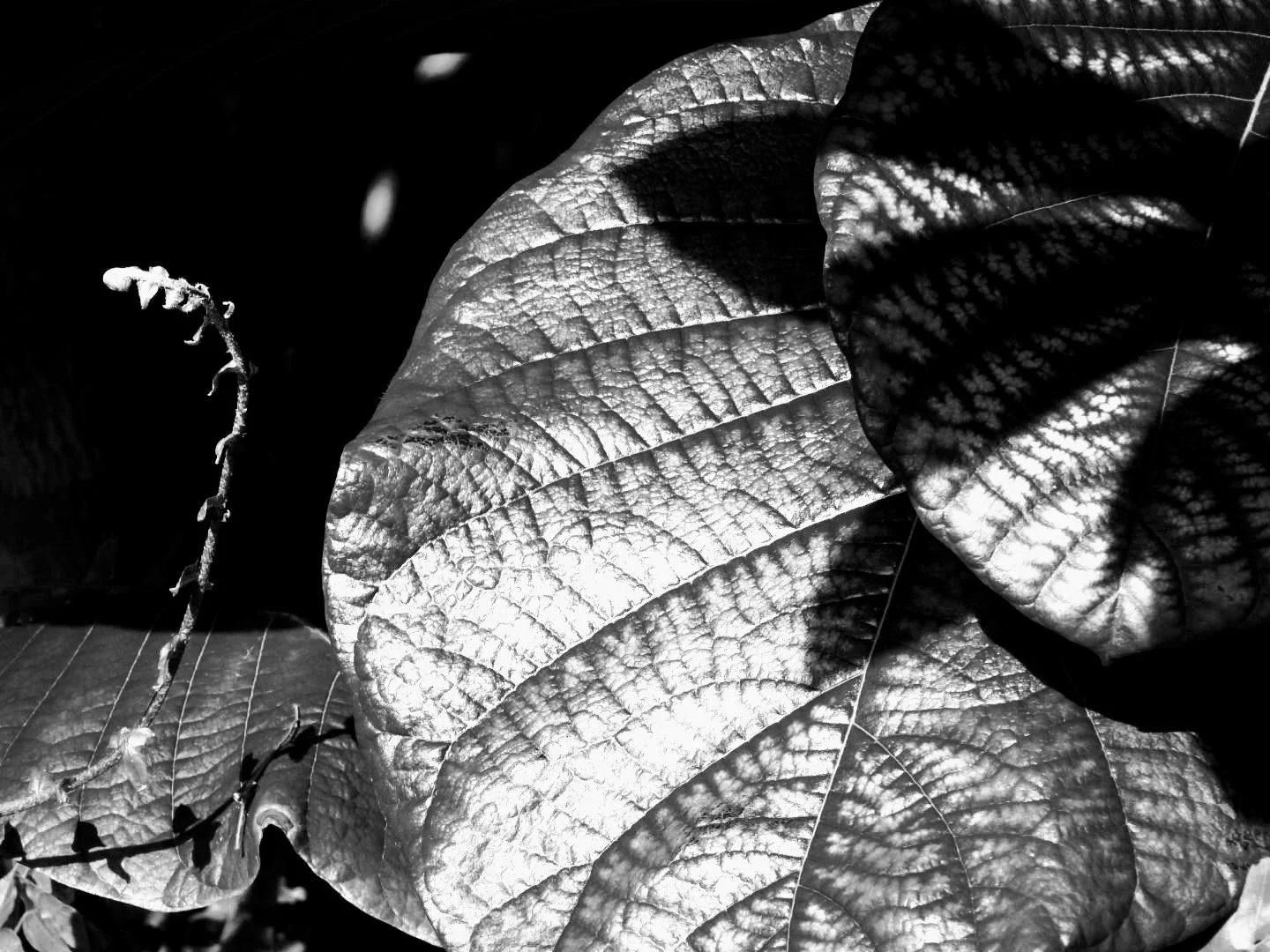Botanical Garden in Black & White by MychaelX.photos 00104bw.JPG