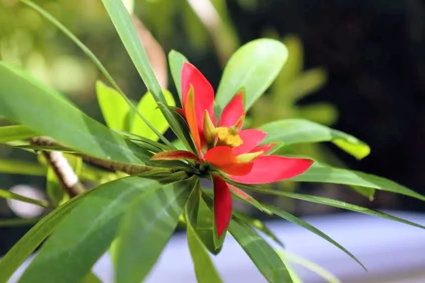 Tropical Botanic Garden by MychaelX.photos  37.JPG