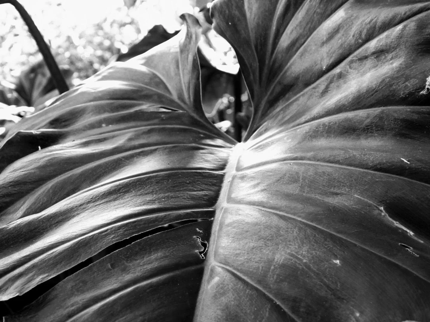 Botanical Garden in Black & White by MychaelX.photos 00017bw.JPG