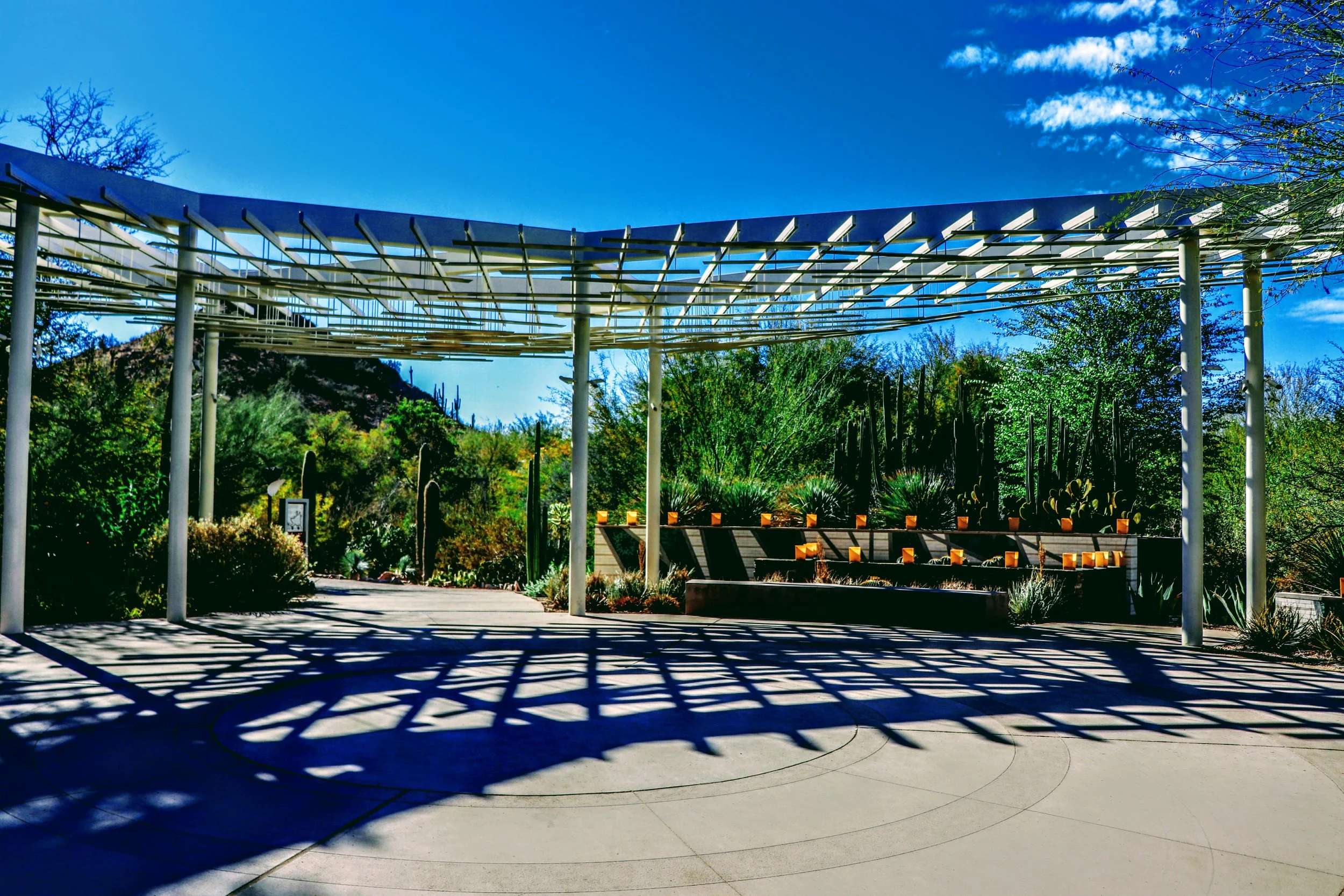 Desert Botanical Garden Phoenix Arizona by MychaelX.p6otos 001574.JPG