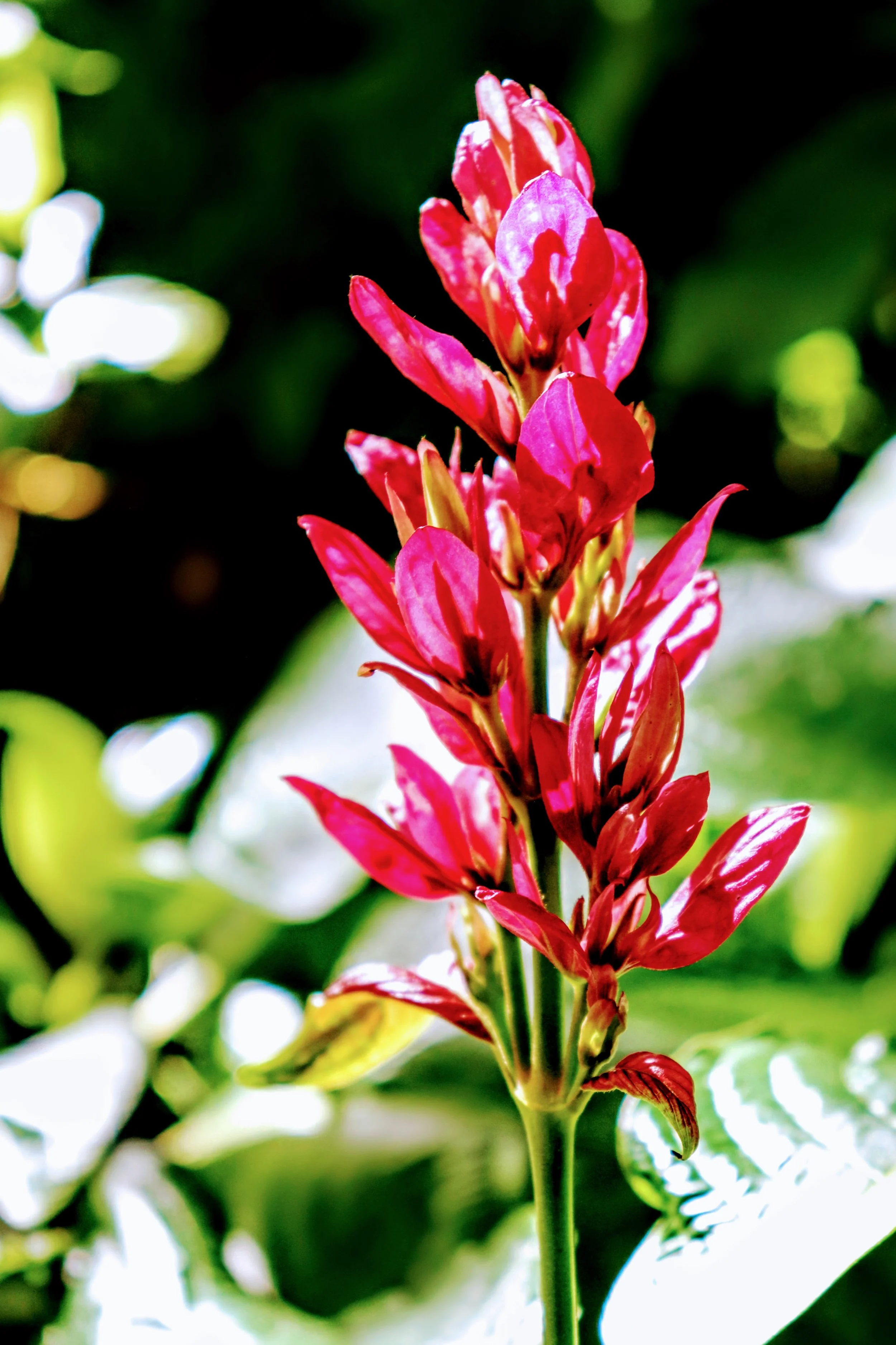 Tropical Botanic Garden by MychaelX.photos  6.JPG