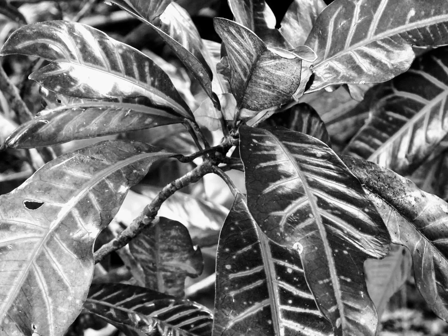 Botanical Garden in Black & White by MychaelX.photos 00019bw.JPG