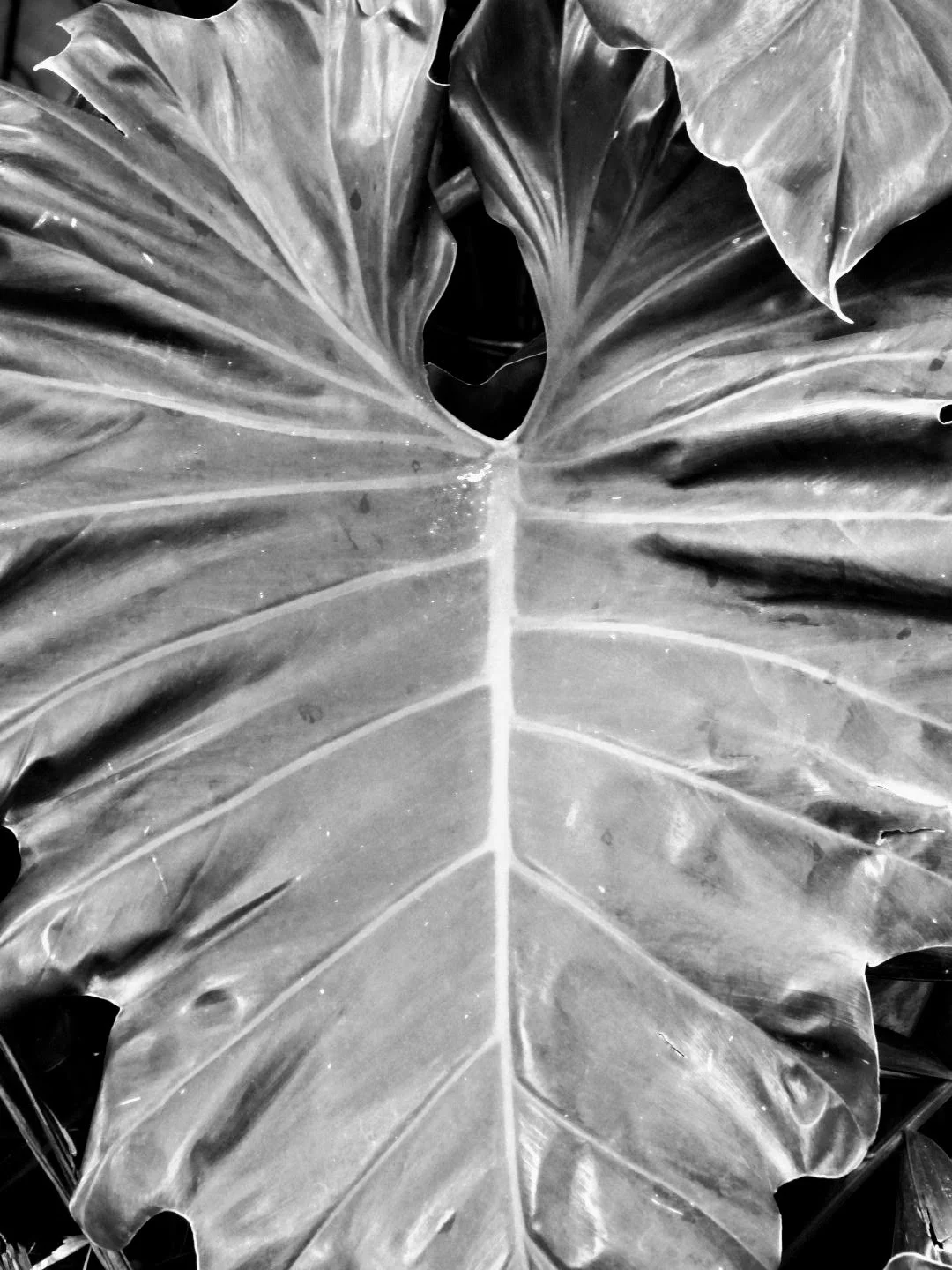 Botanical Garden in Black & White by MychaelX.photos 00024bw.JPG