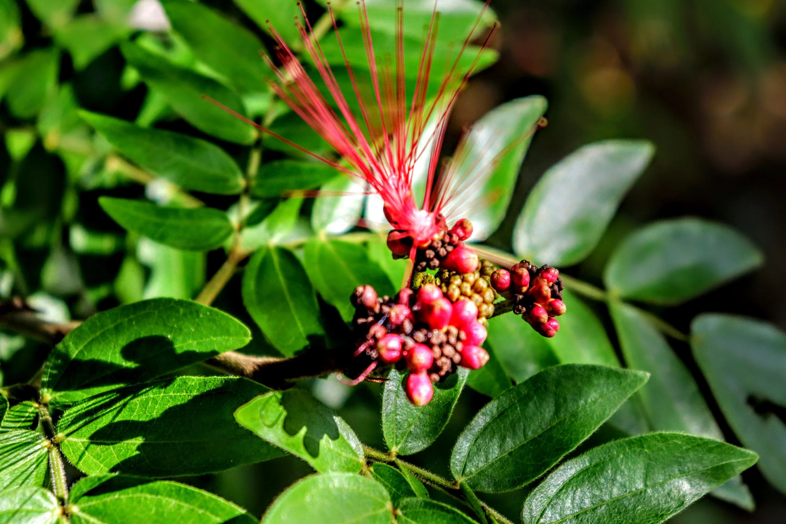 Tropical Botanic Garden by MychaelX.photos  9.JPG