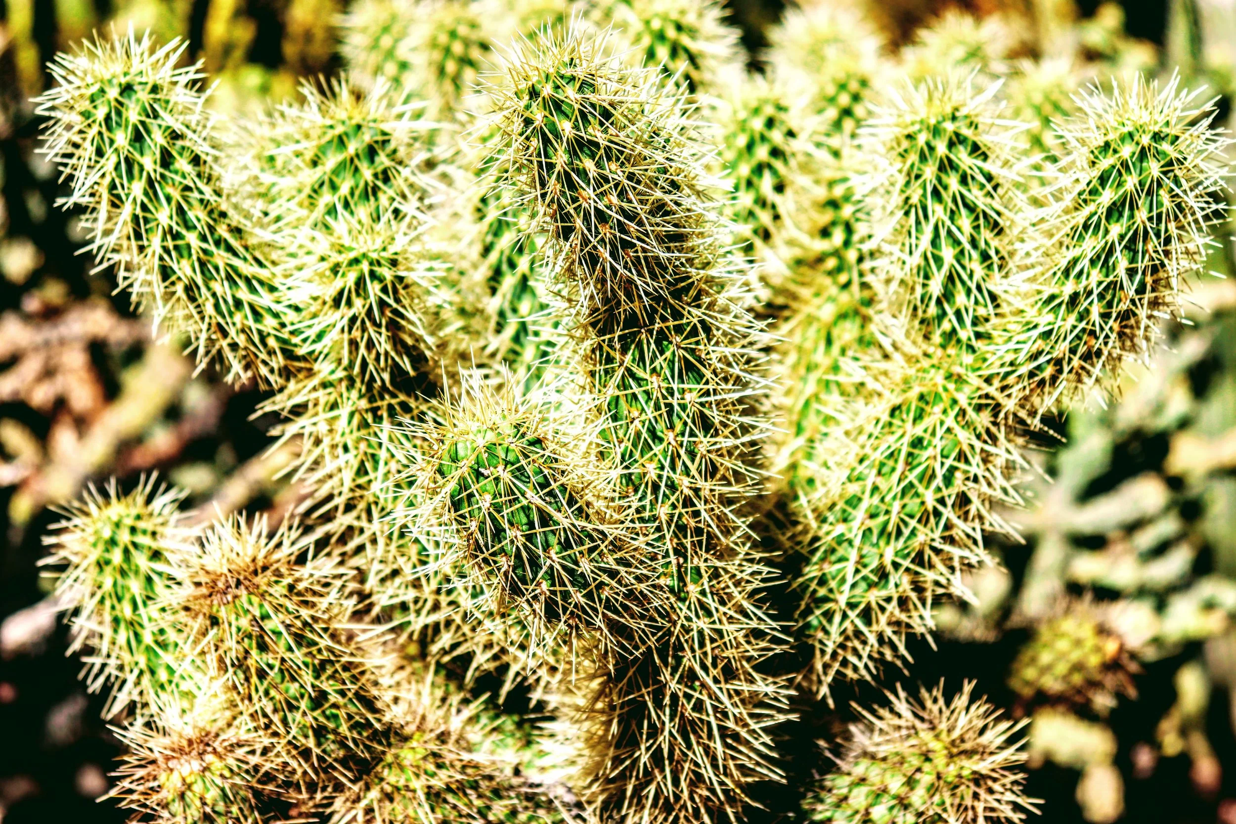 Desert Botanical Garden Phoenix Arizona by MychaelX.p6otos 0015298.JPG