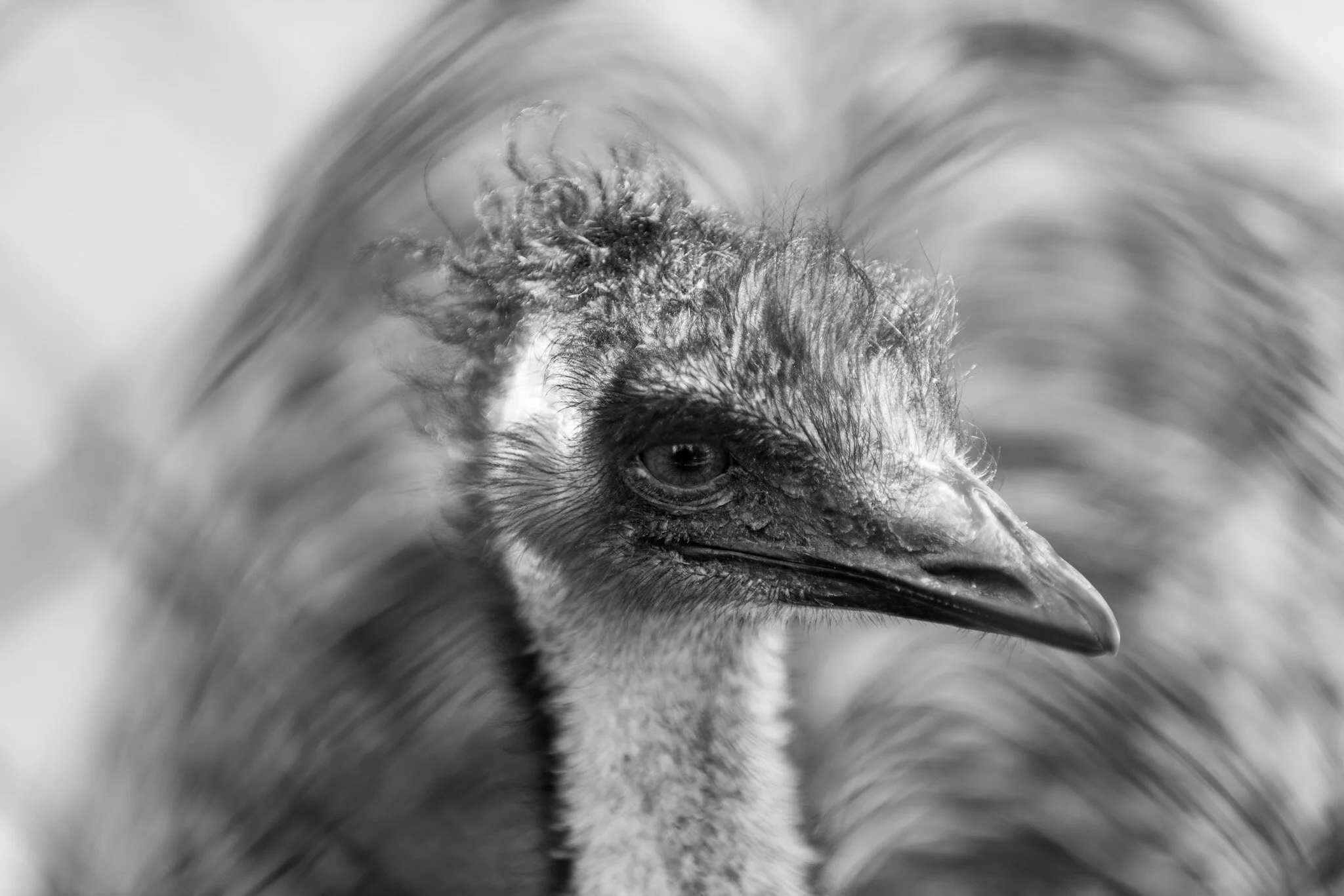 Wild Encounters Wildlife Photography Portfolio — SCENIC SPLENDERS