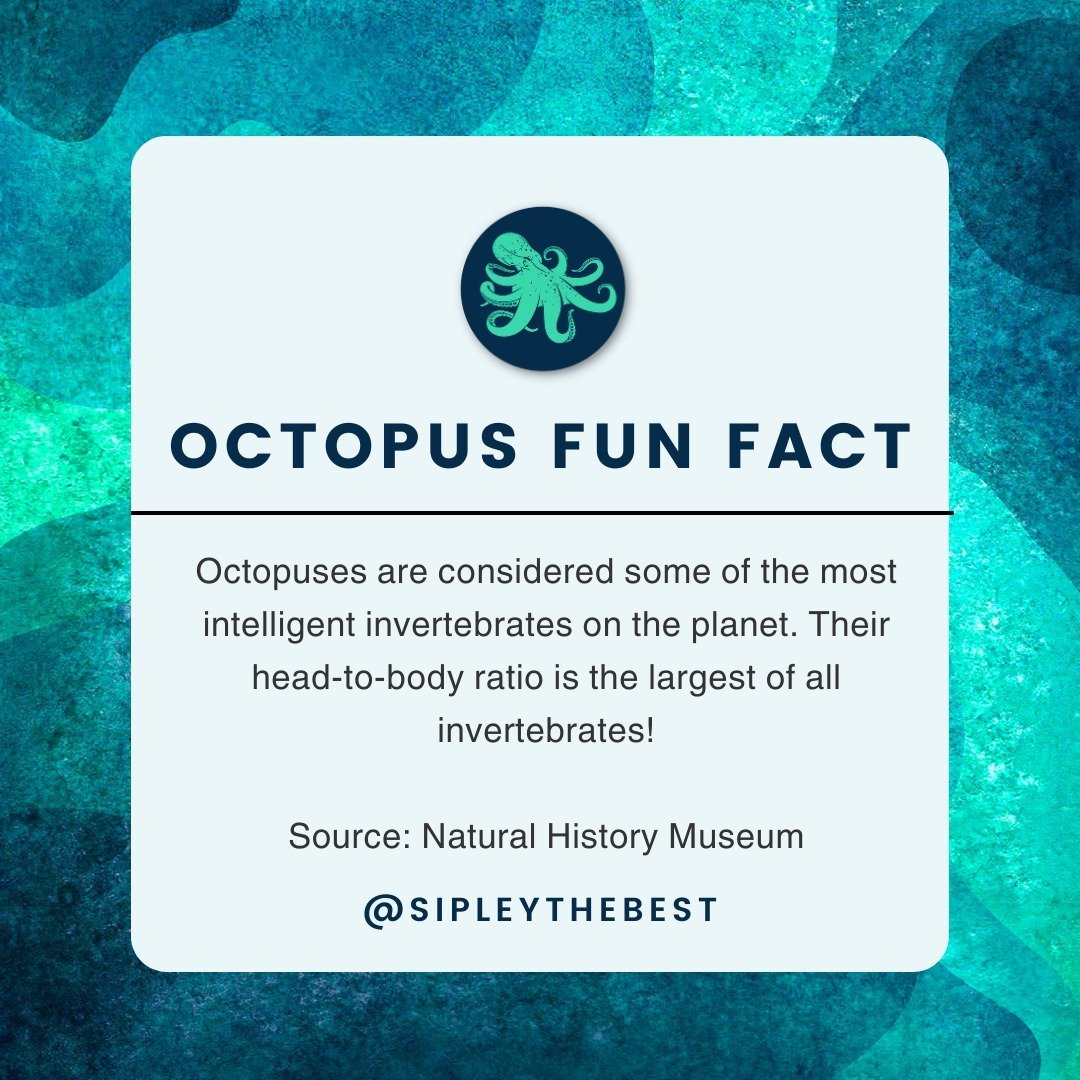 How's your head size compared to the rest of your body? The octopus has the largest head-to-body ratio of any invertebrate. 

Follow @Sipleythebest for more brainy octopus fun facts, HR knowledge, and job seeker advice!