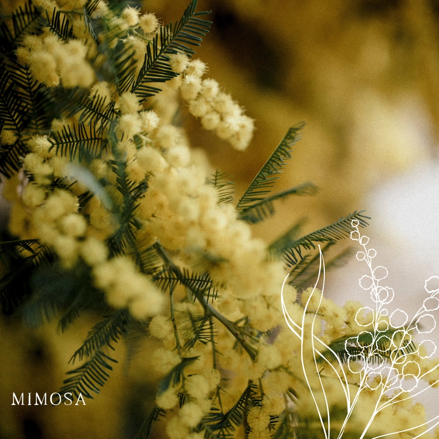 Fondant_de_cire_parfume_mimosa.png