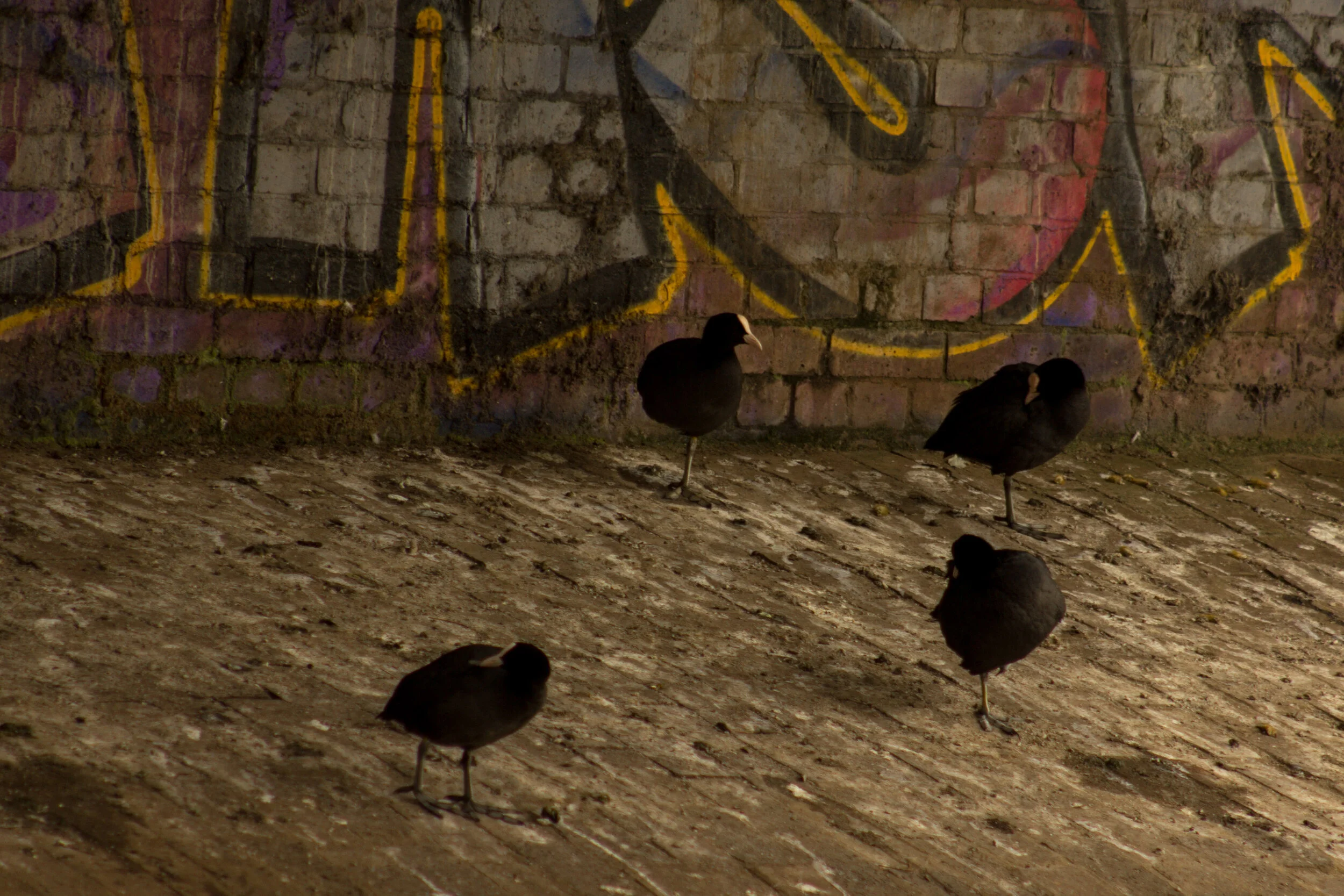 Some coots chilling under a walkbridge