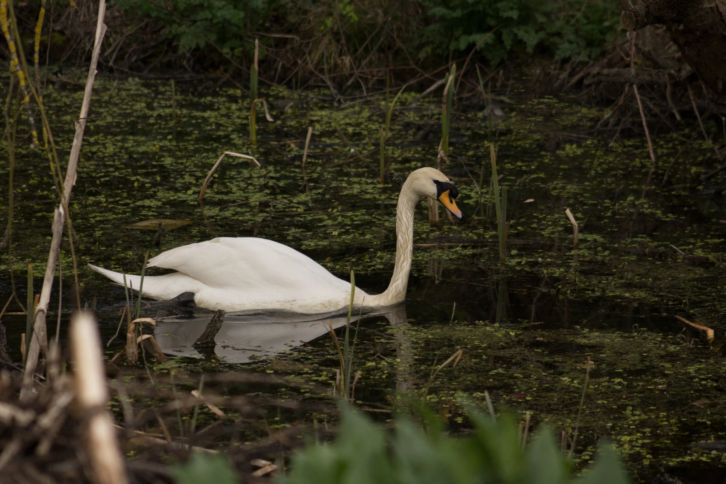 A swan gracefully glides through the debris of fallen twigs, reeds and low lying branches.