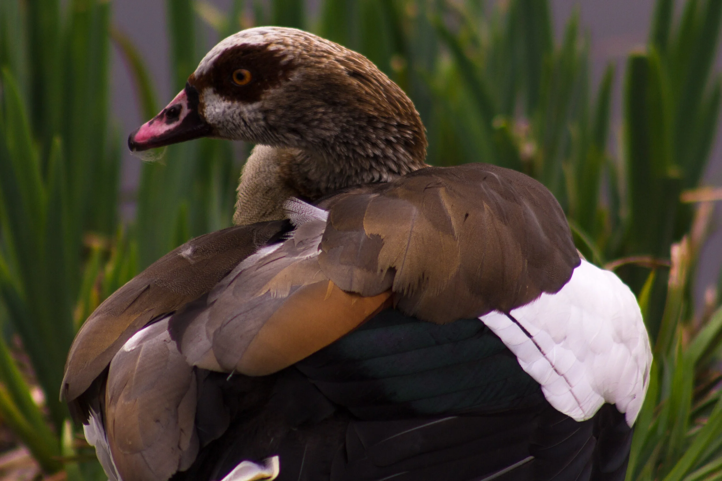 waterfowl abound the waters and the surrounding banks